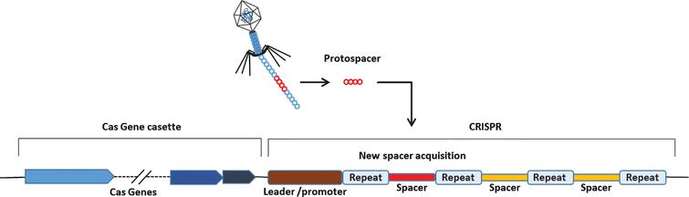 Schmatics of a generalized CRISPR locus. Upon introduction of foreign genetic elements from bacteriophages or plasmids, Cas proteins obtain spacers from the exogenous protospacer sequences and they are incorporated into the CRISPR locus of host genome.