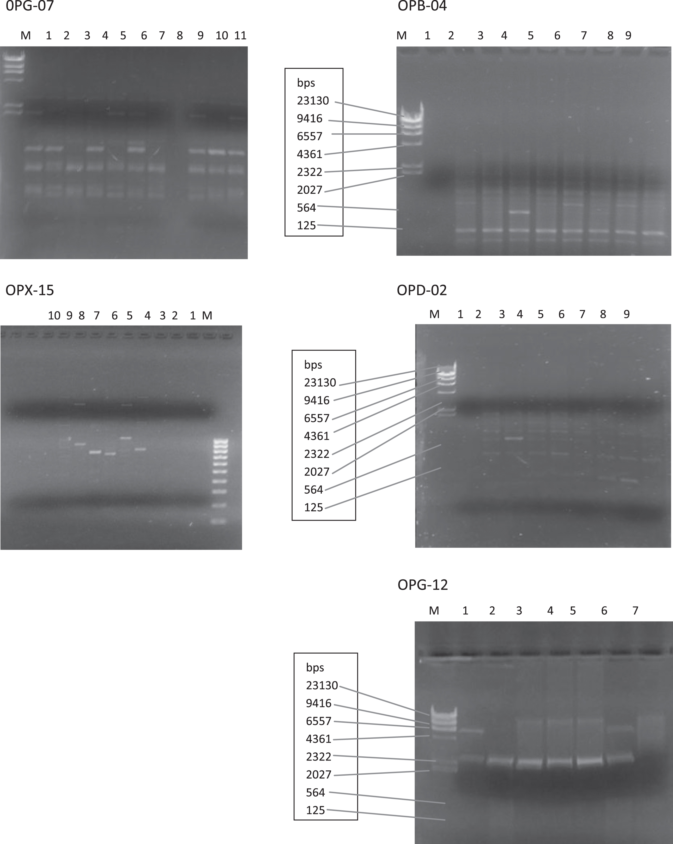 Agarose gels showing polymorphic primers (OPX-15, OPB-04, 0PG-07, OPG-12 and OPD-02).