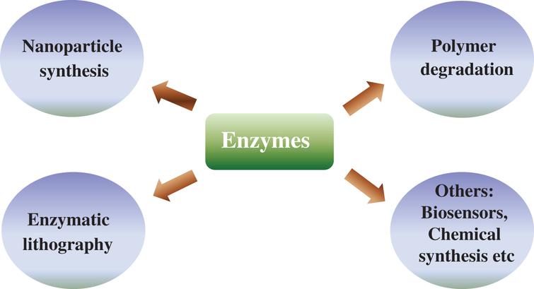 Pictorial representation of various applications of enzymes.