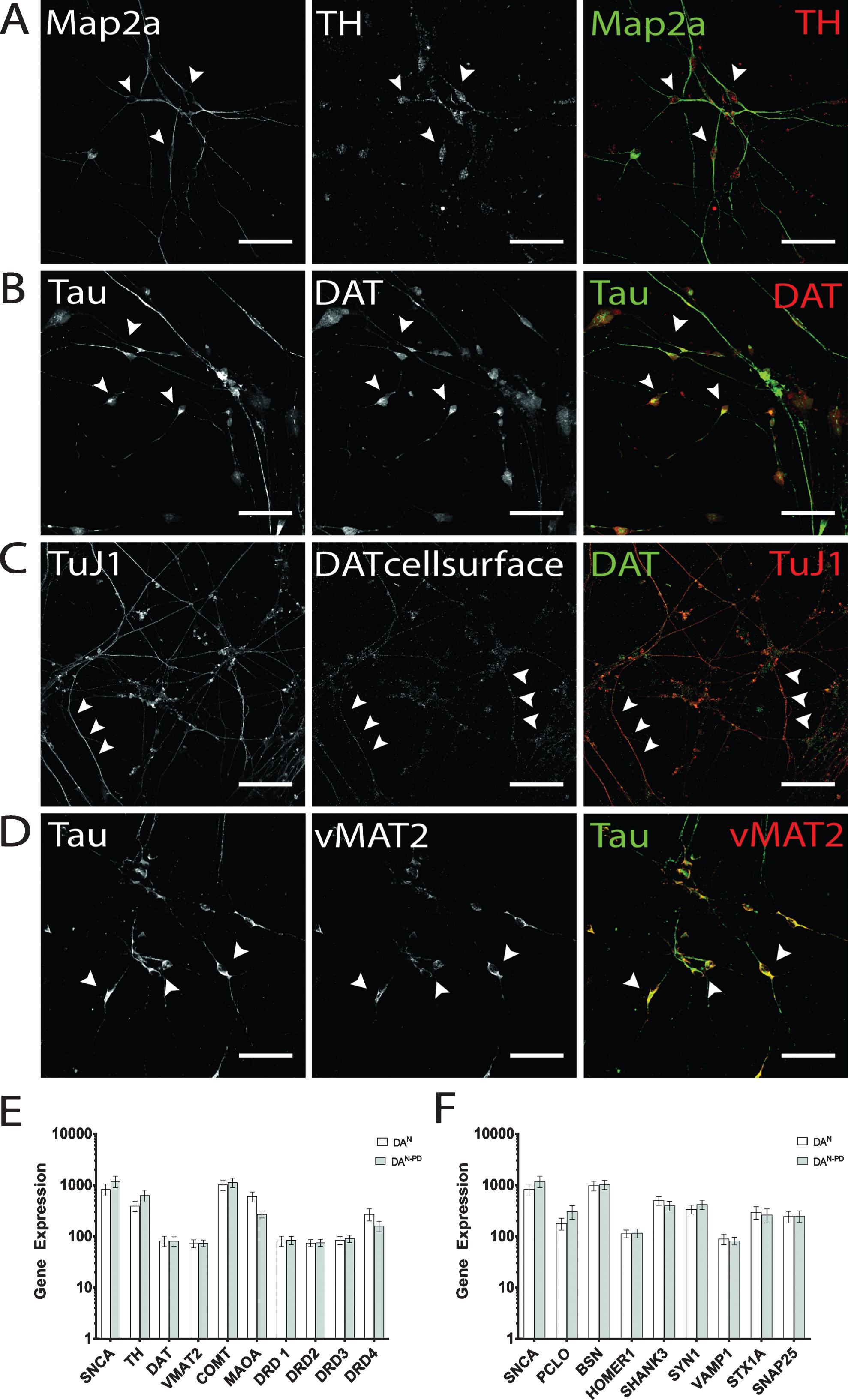 Verification of dopaminergic identity. Exemplary images of terminally differentiated hiPS cell-derived DA neurons on d50 are shown. (A) Expression of rate-limiting enzyme for DA synthesis TH. Immunostaining shows cells positive for Map2a (green) were also found to be positive for TH, with signal being mainly located in somatic areas (arrow heads), but also present in neurites. (B, C) As for TH, DAT expression could be verified by immunocytochemistry. For intracellular DAT molecules (B), dense immunosignals were found in perinuclear regions and on neurites. Cell surface-located DAT was especially present on neurites (C) and displayed more granular immunosignals compared to whole cell staining patterns. (D) Exemplary immunofluorescence images for vMAT2. Scale bar: 50μm. (E) Gene expression analysis of genes encoding for alpha-synuclein (SNCA) and DA signaling (TH, DAT, VMAT2, catechol-O-methyltransferase (COMT), monoamino oxidase A (MAOA), dopamine receptors D1-D4 (DRD1-DRD4). (F) Gene expression analysis of genes encoding for alpha-synuclein (SNCA) and presynaptic scaffolding proteins Piccolo (PCLO), Bassoon (BSN), postsynaptic scaffolding proteins Homer1 and Shank3, and the synaptic vesicle-associated proteins Synapsin 1 (SYN1), Synaptobrevin-1 (VAMP1), Syntaxin 1A (STX1A), and SNAP25.