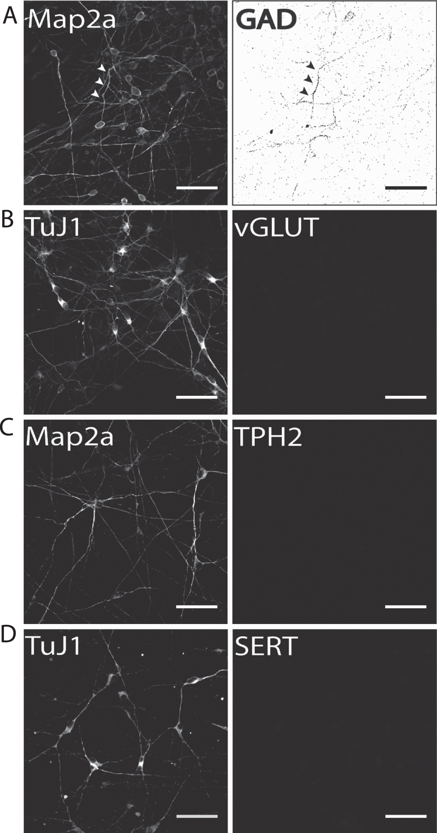 Identification of potential subpopulations in hiPS cell-derived neuronal cultures. Exemplary images of terminally differentiated hiPS cell-derived neurons are shown (d50). (A) GAD1 as GABA-ergic marker, (B) vGLUT1 as a glutamatergic marker, and (C) TPH2 and (D) SERT as marker proteins for serotonergic subpopulations. Except for GAD1, no cells were positively stained for any of the other tested markers, indicating a predominantly DA neurons phenotype for neurons generated with our protocol. Scale bar: 50μm.