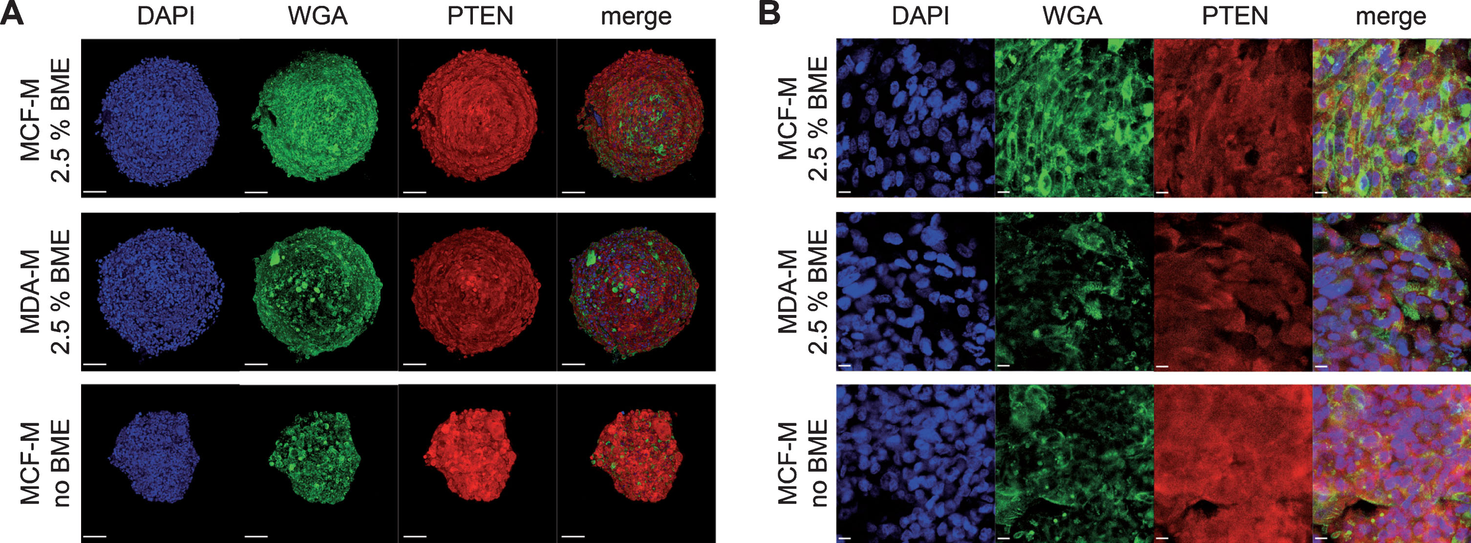 Addition of BME strongly alters PTEN expression level in MDA-MB-231 spheroids. MDA-MB-231 cells were cultured in ultra-low attachment plates for 9 DIV using either rich media designed for MCF10A cells (MCF-M) or poor media for MDA-MB-231 cells (MDA-M) and in the absence or presence of BME. Then, whole mount spheroid staining was done using DAPI, WGA, and anti-PTEN antibodies to label nuclei (blue), cell membranes (green), and PTEN protein (red). Spheroids were then imaged using confocal microscopy. Panels depict maximum-z projections (A) or single optical slices (B) from samples as indicated.