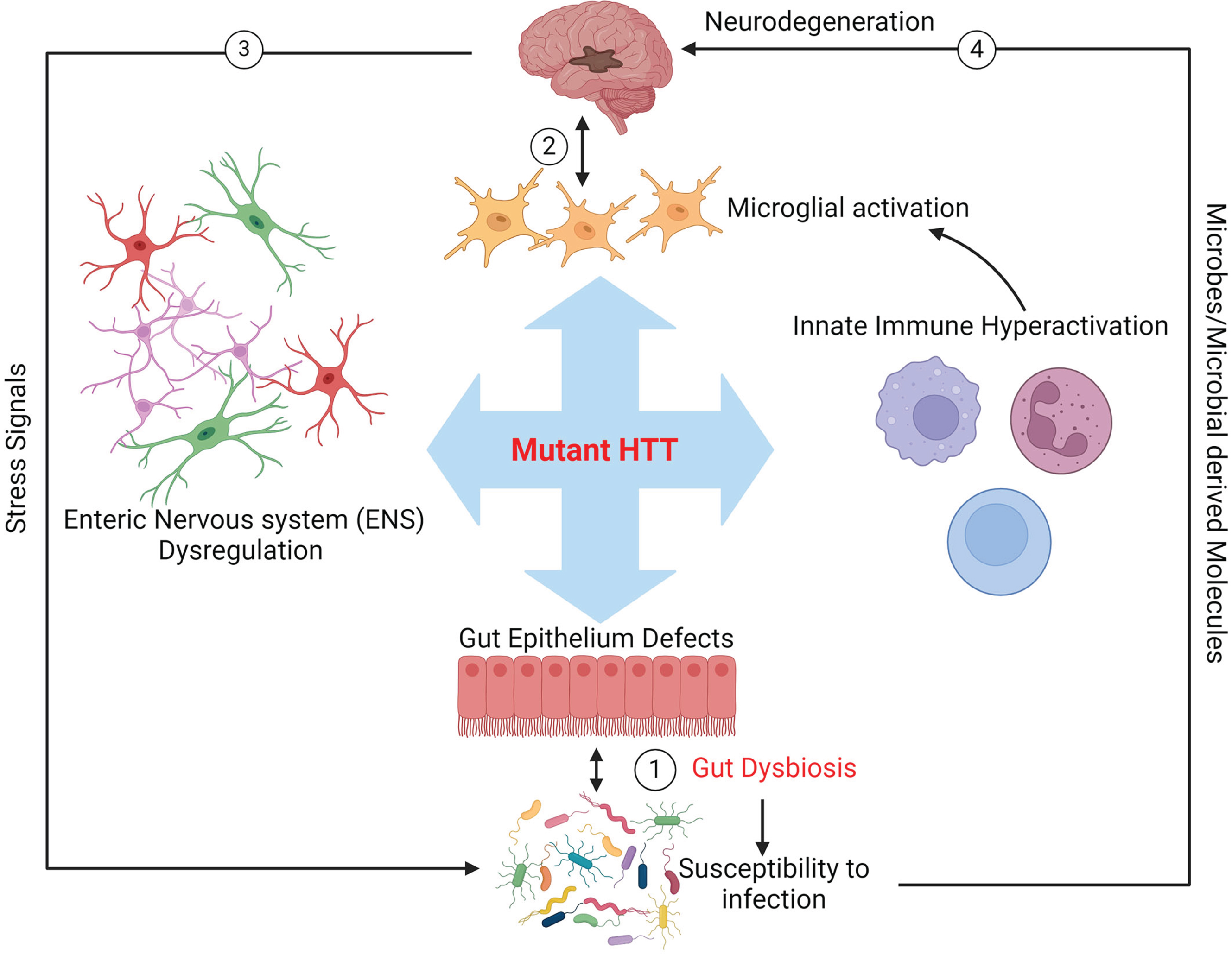 Schematic representation of potential mutant HTT-mediated gut dysbiosis in HD. The toxicity of mHTT may impact the biology of innate immunity, enteric nervous system (ENS), and gut epithelium, leading to aberrant blooming of pathobionts in the gut microbiota and enhancing colonization of pathogens (dysbiosis, arrow 1). Dysbiosis may in turn cause a feedback loop further exacerbating the toxic effects of mHTT in these organs and ultimately promoting neurodegeneration in the brain (arrow 2). Signals from stressed neurons in the CNS may also cause gut dysbiosis in HD (arrow 3). Furthermore, gut microbes and or microbial compounds produced in the gut could affect brain health directly (arrow 4).
