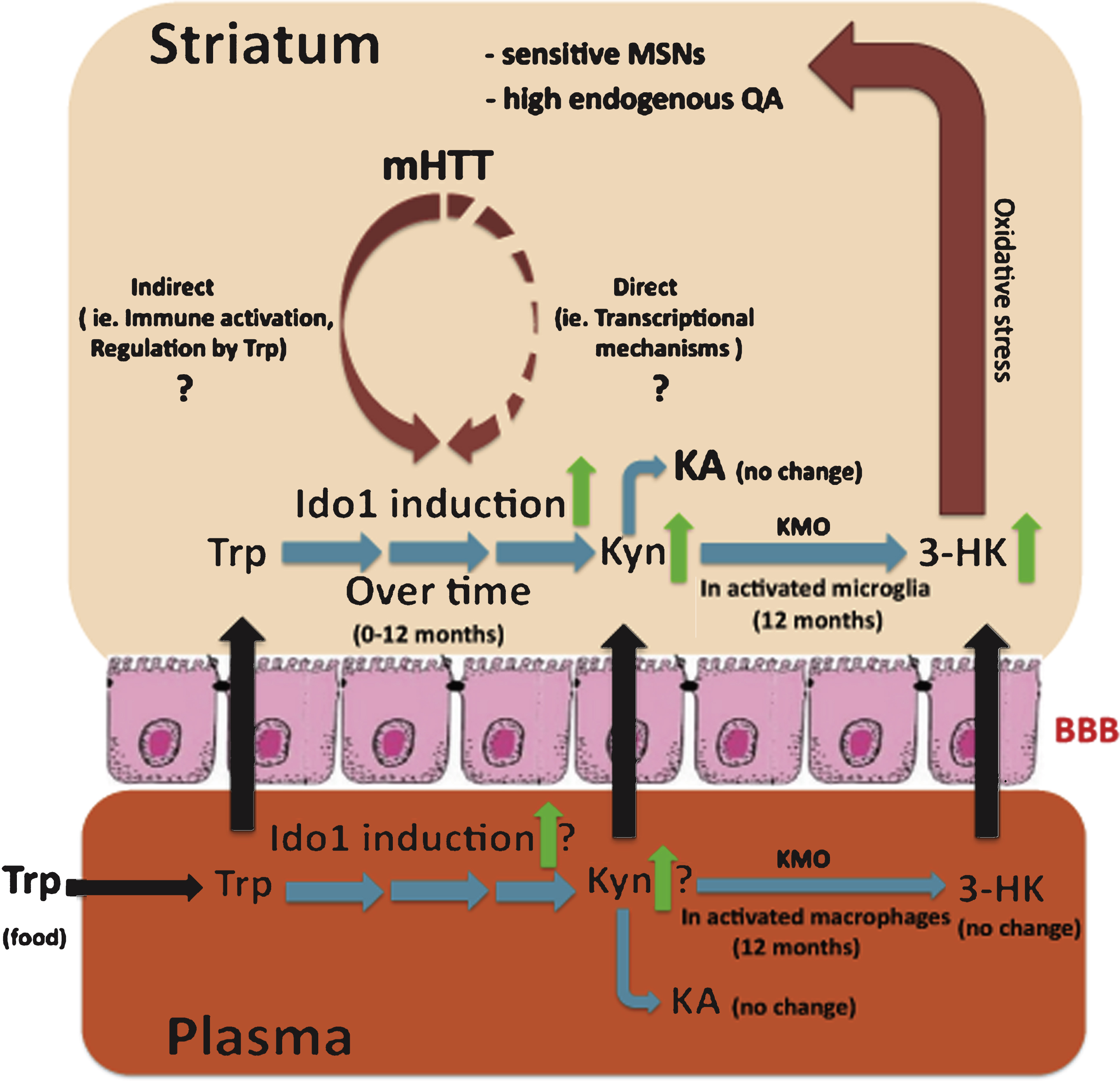 A model describing potential mechanism(s) involved in the selective vulnerability of the striatum in HD based on the YAC128 model. We propose that induction of Ido1 expression and activity in the striatum by mutant huntingtin (mHTT) and inflammation plays a central role in the observed imbalance of downstream kynurenine pathway metabolites. This imbalance, and altered transport of kynurenine pathway metabolites through the blood brain barrier (BBB) from blood to CNS, may result in increased sensitivity of striatal neurons to glutamate toxicity in HD. Dates (months) provided in the figure refer to findings at those ages of YAC128 mice, with 12 months representing an advanced stage with significant striatal cell loss.