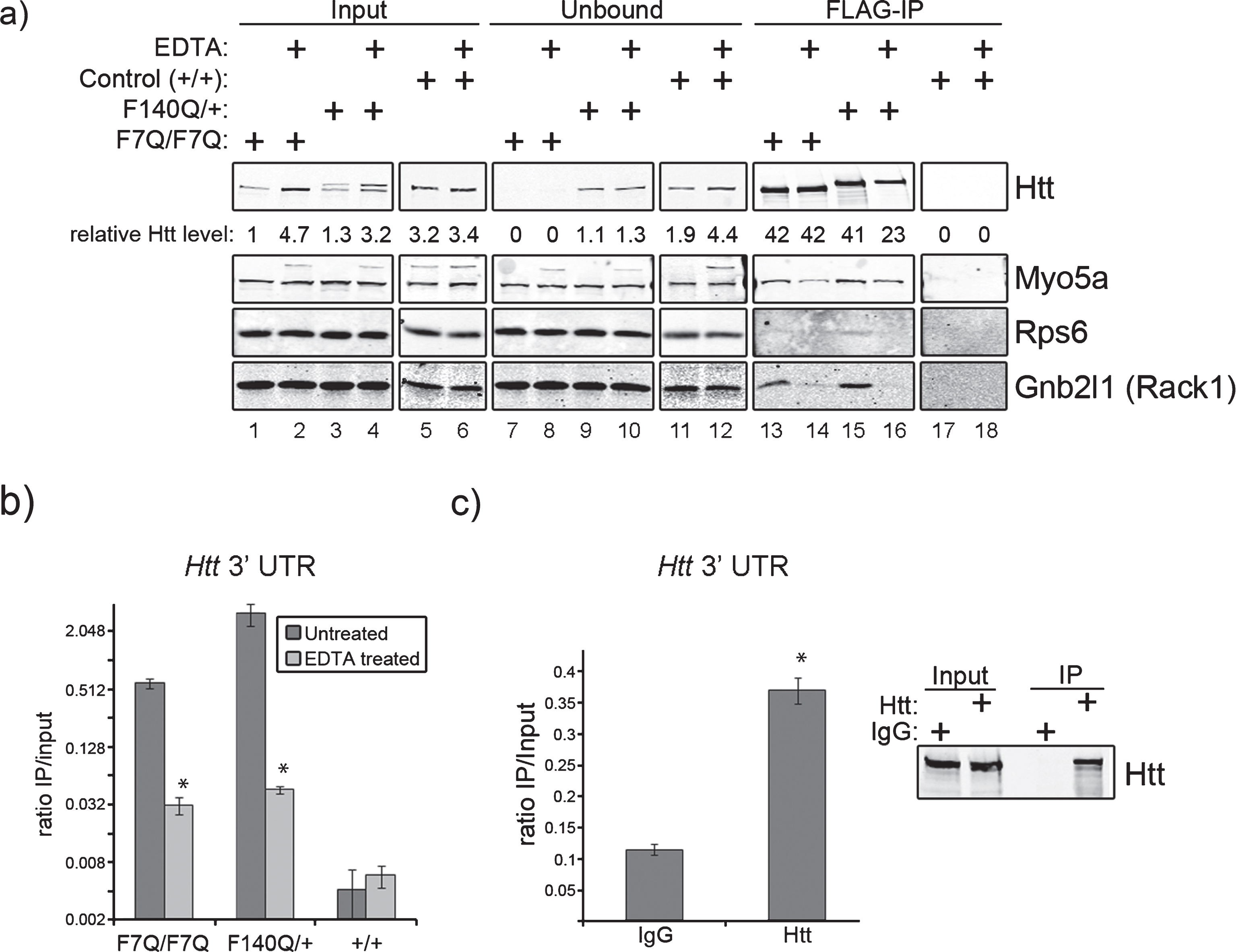 Wild type and mutant Htt proteins 
associate with Htt mRNA. a) Htt association with ribosomal proteins depends on the presence of intact 
ribosomes. Western blots of input, unbound, and FLAG-immunoprecipitated proteins from negative control (Control), 
3xFLAG7Q/3xFLAG7Q (F7Q/F7Q), and 3xFLAG140Q/+(F140Q/+) total cytoplasmic lysates with or without 20 mM EDTA 
pre-treatment. 20% of total immunoprecipitated protein was loaded for Htt blot and 80% for other blots. The 
numbers below indicate the amount of Htt in each lane relative to the amount of Htt present in 30μg 
F7Q/F7Q inputs. b) Htt mRNA is substantially enriched in FLAG-Htt affinity purifications. The graph shows 
quantification of RT-qPCR data for indicated samples relative to the amount of Htt mRNA present in 
1μg of total RNA from input samples. RT-qPCR was performed with primers specific to the Htt 
3’ UTR. *P <  0.05, t-test c) Htt immunoprecipitation recovers more Htt mRNA than IgG control immunoprecipitations. Western blot shows that Htt immunoprecipitation pulls out 
Htt from a Neuro2a cell lysate while the IgG negative control does not. The graph shows the relative enrichment 
of Htt 3’ UTR in negative control (IgG) and Htt immunoprecipitation compared with 1μg of 
total RNA from the input. *P <  0.05, t-test.