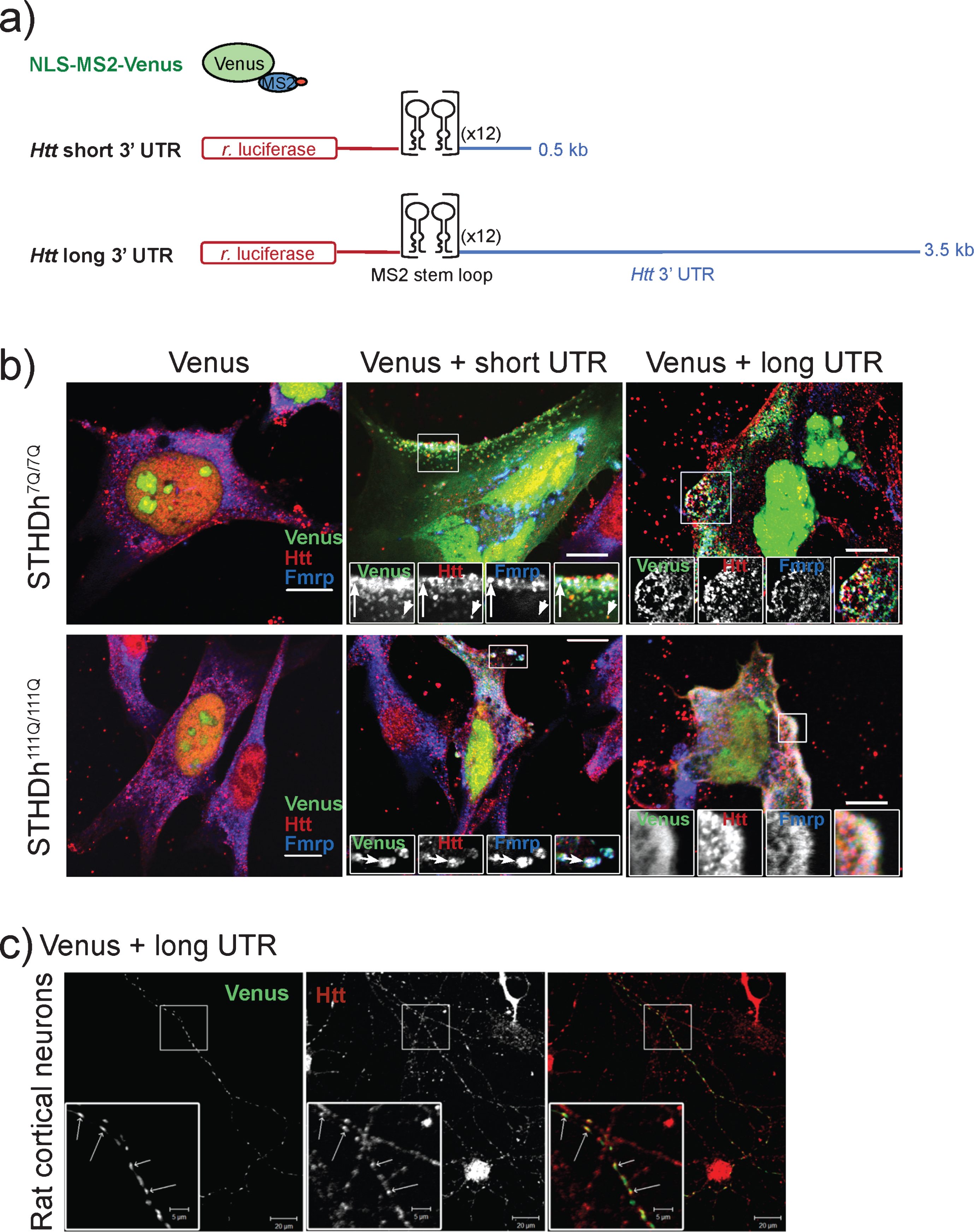MS2-tagged Htt 3’ UTR co-localizes 
with Htt in wild type and mutant Htt striatal precursor cell lines. a) Schematic shows the elements of the 
bipartite MS2 reporter system containing short or long Htt 3’ UTR sequence. Control experiments express 
NLS-MS2-Venus alone. b) Htt and Fmrp co-localize with Htt short and long reporters in wild-type 
(STHdh7Q/7Q) and mutant (STHdh111Q/111Q) striatal precursor cells. Merged 
images and individual channels for enlarged regions (boxes) are shown for each experimental combination. The 
arrows highlight instances of all three co-localization events, while the arrowhead shows Htt and Htt 3’ 
UTR co-localization. Scale bars are 10μm. c) Endogenous Htt co-localizes with long Htt 3’ UTR in 
primary rat cortical neurons.
