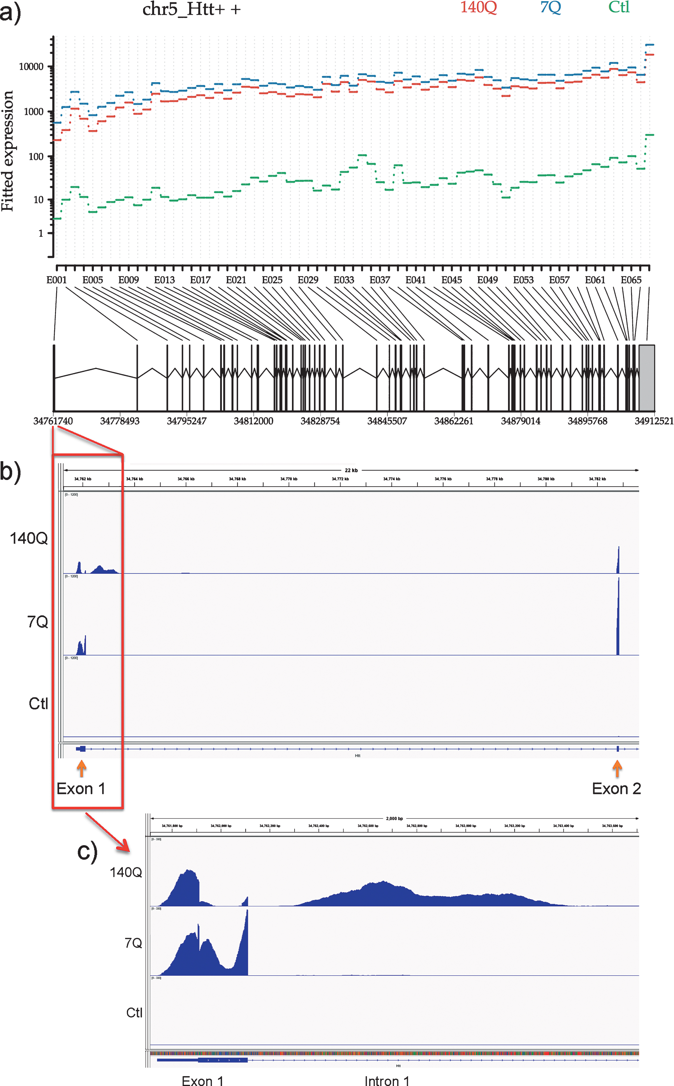 RNA-Seq analysis of Htt immunoprecipitates reveals full-length Htt mRNA and mutant Htt-specific aberrantly spliced Htt mRNA associated with Htt protein. a) Differential expression of Htt exons. The plot shows the fitted expression values of each of the exons of Htt for each of the three conditions based on estimated dispersions as calculated by the statistical method DEXSeq. b) Read coverage for Htt exon 1, intron 1, and exon 2. Coverage was normalized relative to the total number of mapped reads for each sample. Same scale was used for graphing all samples to illustrate relative expression levels. c) Read coverage for Htt exon 1, and the beginning of intron 1. Coverage was normalized relative to the total number of mapped reads for each sample. Same scale was used for graphing all samples to illustrate relative expression levels.