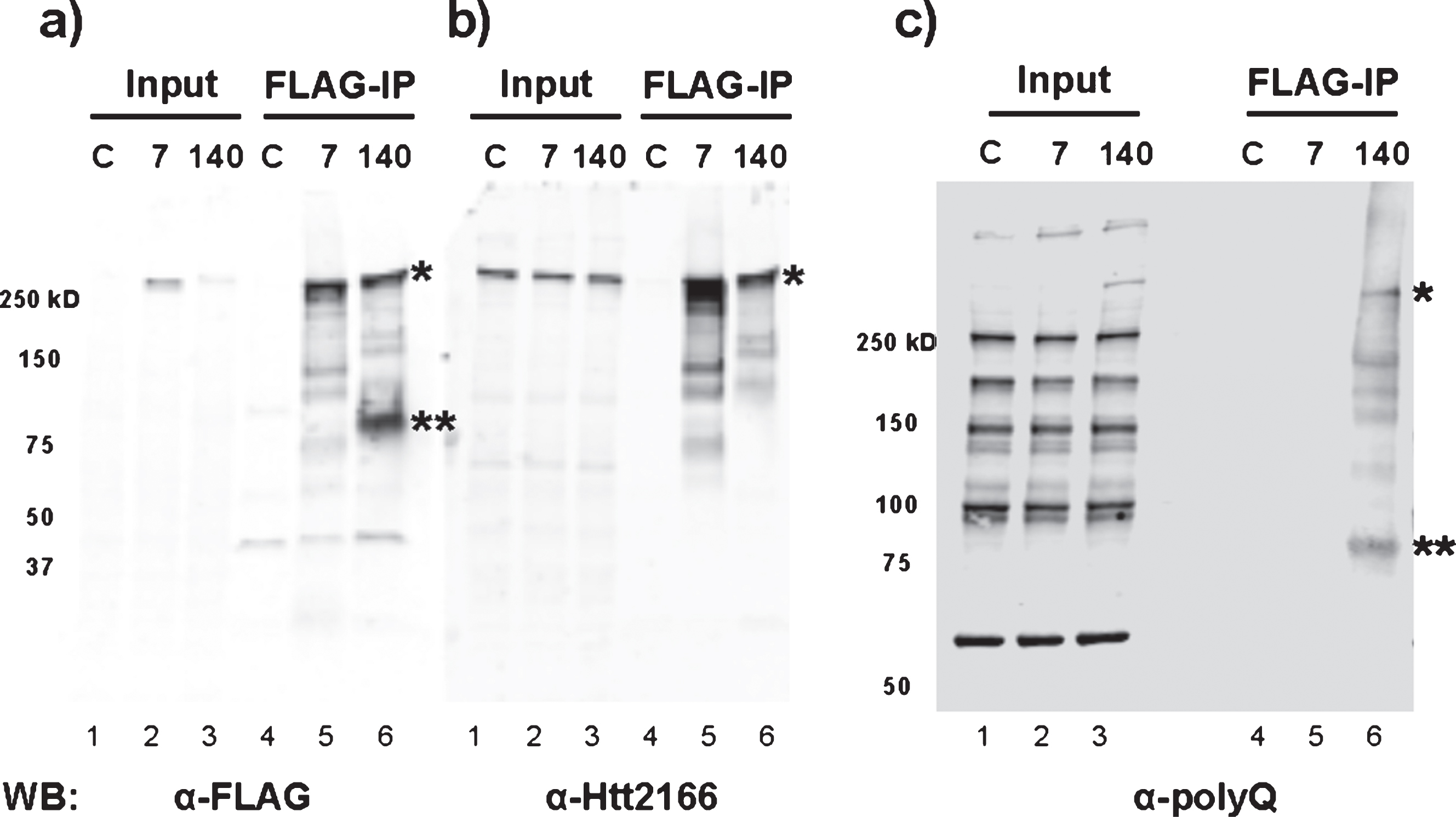 Pathogenic exon 1 Htt protein is only produced from mouse embryonic stem cells with expanded poly-glutamine tract. FLAG-IP was performed using total cell lysate extracted from wild-type (C), 3xFLAG-Htt7Q/7Q (7), and 3xFLAG-Htt140Q/7Q (140) mouse embryonic stem cells. Immunoblotting was performed with a) FLAG, b) Htt2166, and c) polyQ (3B5H10 clone) antibodies. The full-length 3xFLAG-tagged mutant Htt 140Q protein is detected with all three antibodies (*). The mis-spliced Htt exon 1 protein (**) is detected by anti-FLAG and anti-polyQ antibodies, but not with anti-Htt2166 whose epitope falls outside of exon 1. The mobility of this protein is retarded by the polyQ tract; it does not migrate to the predicted molecular weight. The western blots in panels a and b are from one gel run with duplicate samples, and the western blot in panel c is from a separate gel loaded with the same sample set. Both are 4–15% polyacrylamide gradient gels.