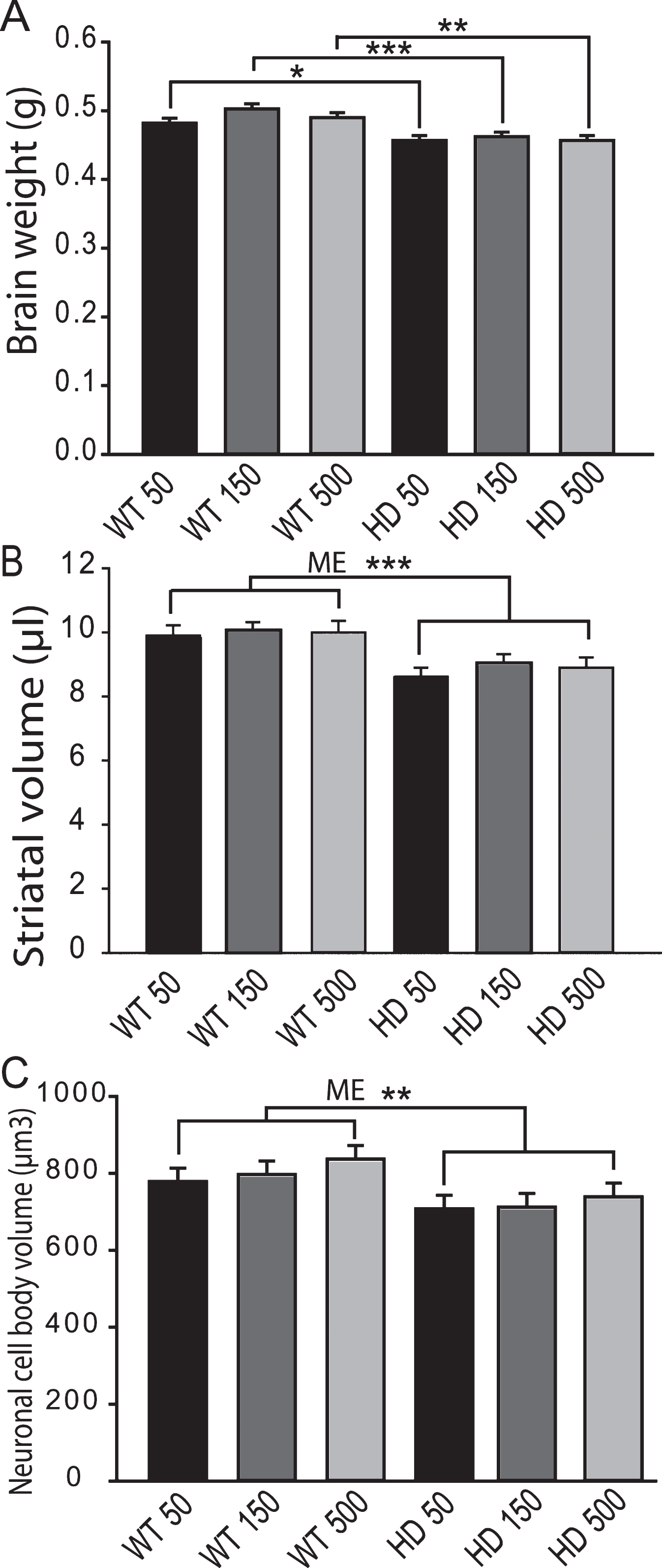 Adult iron supplementation does not exacerbate neurodegeneration markers in YAC128 HD mice. Mice were maintained on diets from 2–12 months of age. A. Brain weights of YAC128 HD and wild-type mice fed one of three custom iron diets. YAC128 mice have significantly decreased brain weights compared to wild-type litter-mates. Iron supplementation has no effect on brain weight in HD or wild-type mice. n = 12–15, B. Striatal volumes are decreased by HD but not by dietary iron level. There was a significant effect of genotype with YAC128 HD mice having lower striatal volumes across all iron groups, n = 4–6, C. Striatal cell body volumes are not altered by dietary iron intake level in YAC128 HD or wild-type mice. There was a significant effect of genotype with YAC128 HD mice having lower cell volumes across all iron groups. ME = main effect comparison. P-values: *p < 0.05, **p < 0.01, ***p < 0.001, n = 4–6.