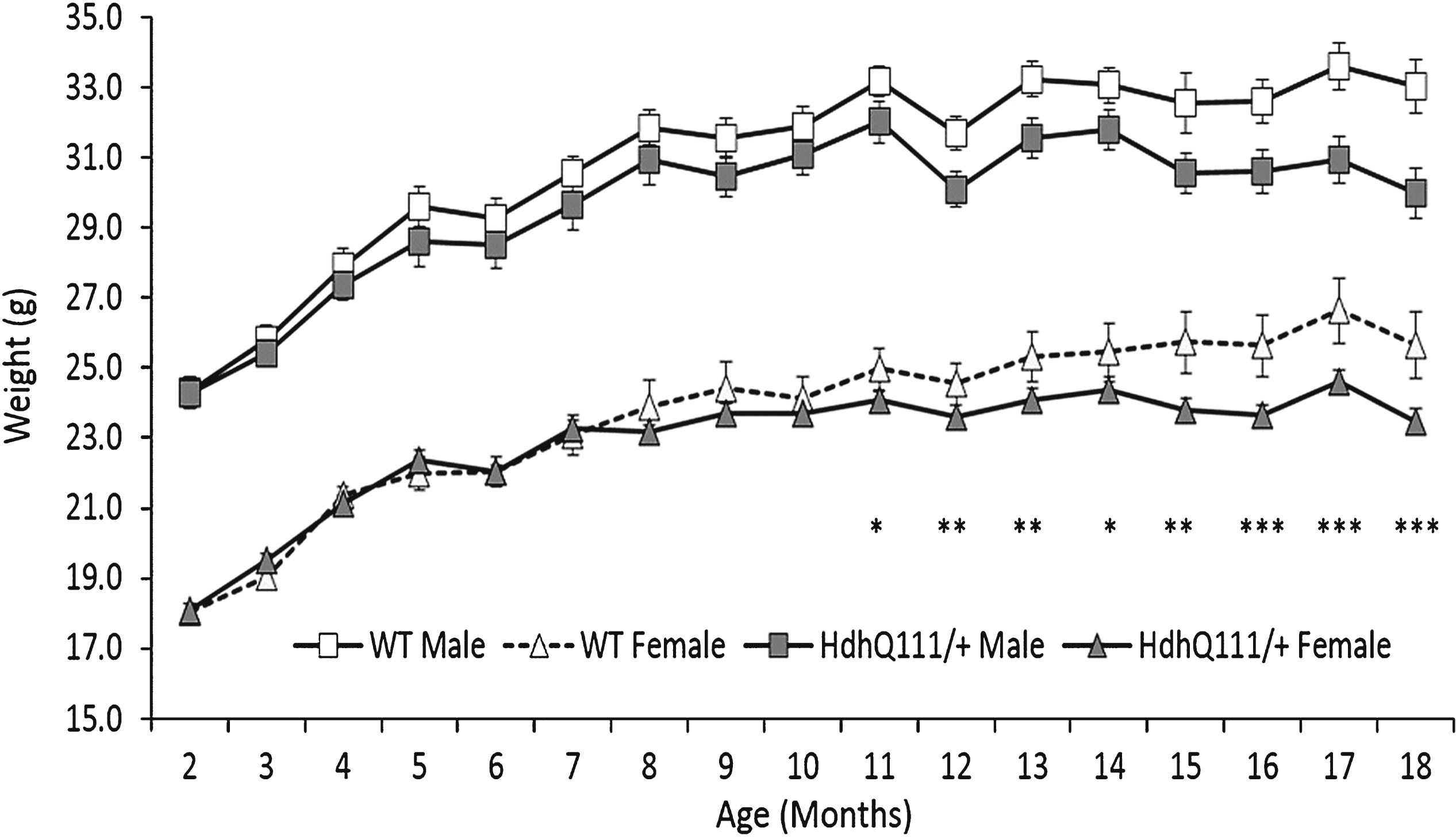 Weight progression of HdhQ111/+ animals over 18 months. Mice were weighed at 2 months of age and subsequently every month. The data represents the mean weight of HdhQ111/+ and wild type animals averaged to provide the data point. Data was analysed using a repeated measures ANOVA. The data represents a total of 36 HdhQ111/+ animals, of which 16 were male and 20 wild type animals, of which 10 were male. Error bars represent standard error of the mean. Significant differences are stated for males and females combined. Asterisks represent the significance level for a genotype comparison at a particular age after multiple testing correction *p < 0.05, **p < 0.01, ***p < 0.001.