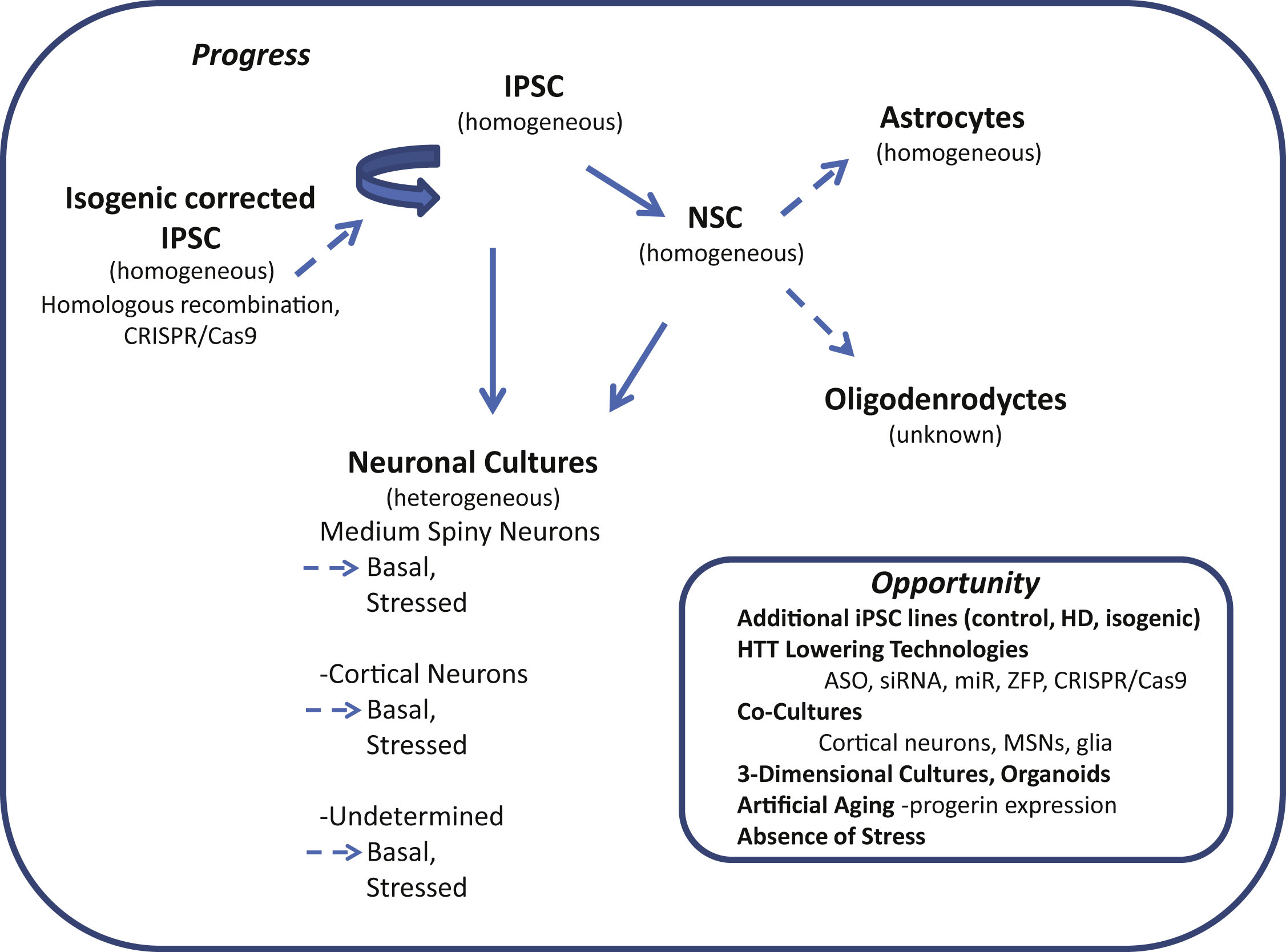 Induced pluripotent stem cells (iPSC) in Huntington’s disease research: progress and opportunity. Schematic shows cell types of the neural lineage that can be differentiated from iPSCs. The relative purity attainable of differentiated cultures is indicated in parenthesis (homogeneous or heterogeneous). Differentiated cultures are rarely 100% pure but may reach 95% homogeneity depending on cell type. Neuronal cultures often contain significant numbers of glia including Nestin-positive neural stem cells (NSCs), astrocytes and oligodendrocytes (heterogeneous). Dotted arrows highlight areas where more studies are needed.