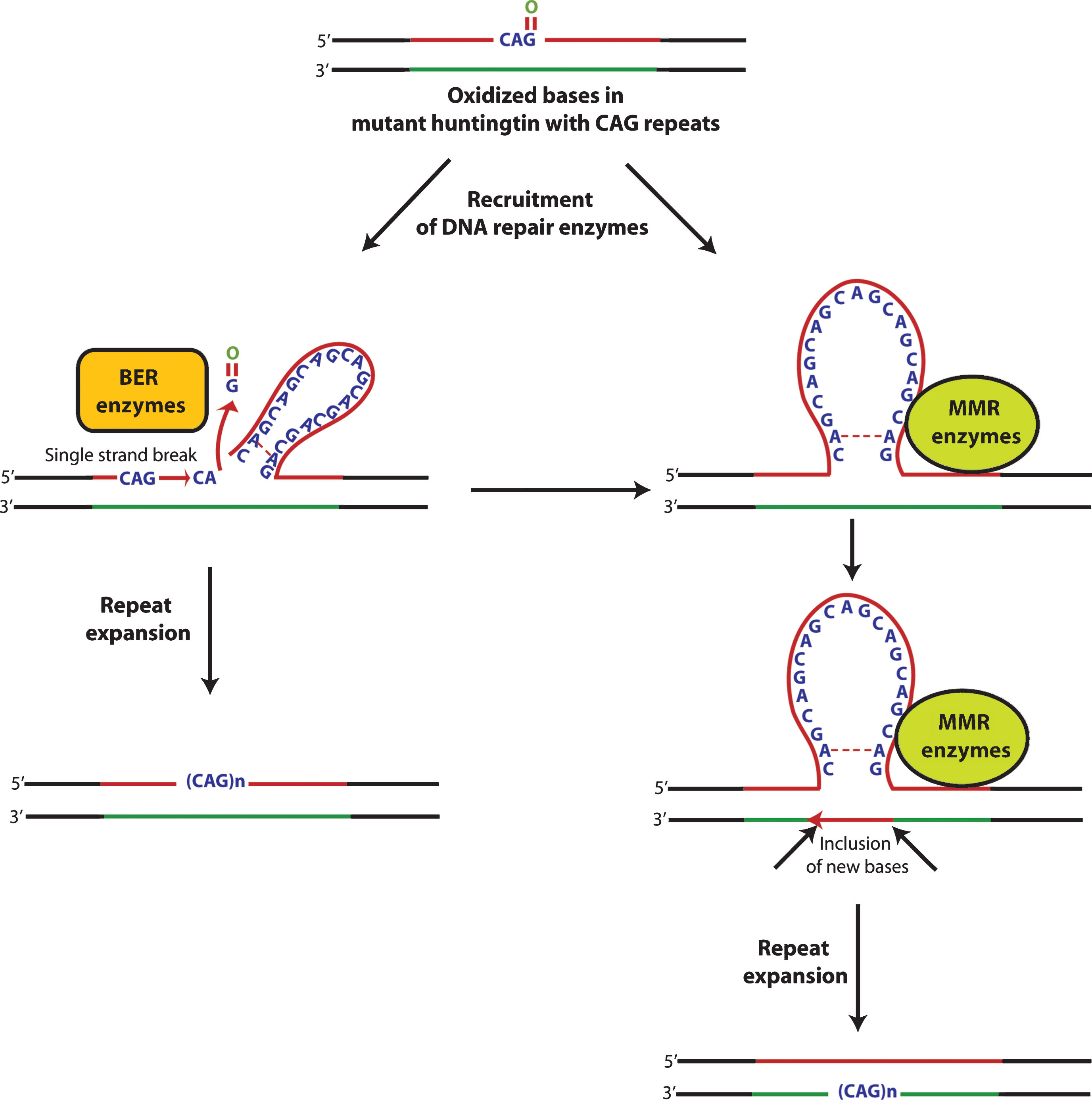 A coupled chain of oxidation-repair cycle leads to expansion and instability of huntingtin polyglutamine repeats. DNA oxidation induces an adaptive response in the form of recruitment of DNA repair enzymes. These enzymes are recruited in response to either hairpin loop structure or other secondary structures formed either because of oxidized bases and/or base mismatches leading to strand slippage and instability. Moreover, a complex cyclic interplay between oxidized bases and DNA repair enzymes leads to further expansion of trinucleotide repeats and its instability.