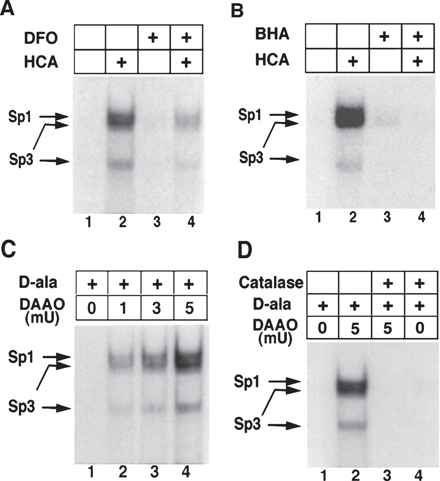 Increases in Sp1 and Sp3 DNA binding induced by the glutamate analog HCA are inhibited by antioxidants. Sp1 and Sp3 DNA binding in cortical neurons are activated by hydrogen peroxide. Induction of Sp1 and Sp3 DNA binding by HCA-induced glutathione depletion (4 hr) is decreased by the antioxidant iron chelator DFO (100 μm; A) and the lipid peroxidation inhibitor BHA (10 μm; B). C, Addition of exogenous peroxide, generated by the enzyme DAAO and its substrate d-ala (20 mm) for 4 hr increases Sp1 and Sp3 DNA binding in a concentration-dependent manner in cortical neurons. The induction is observed despite no morphological or biochemical evidence of cell death in cortical neurons. D, Addition of catalase abrogates Sp1 and Sp3 DNA binding induced by d-ala (20 mm) and DAAO (5 mU). Examples are representative of three to five independent experiments. (With permission from J. Neurosci.).