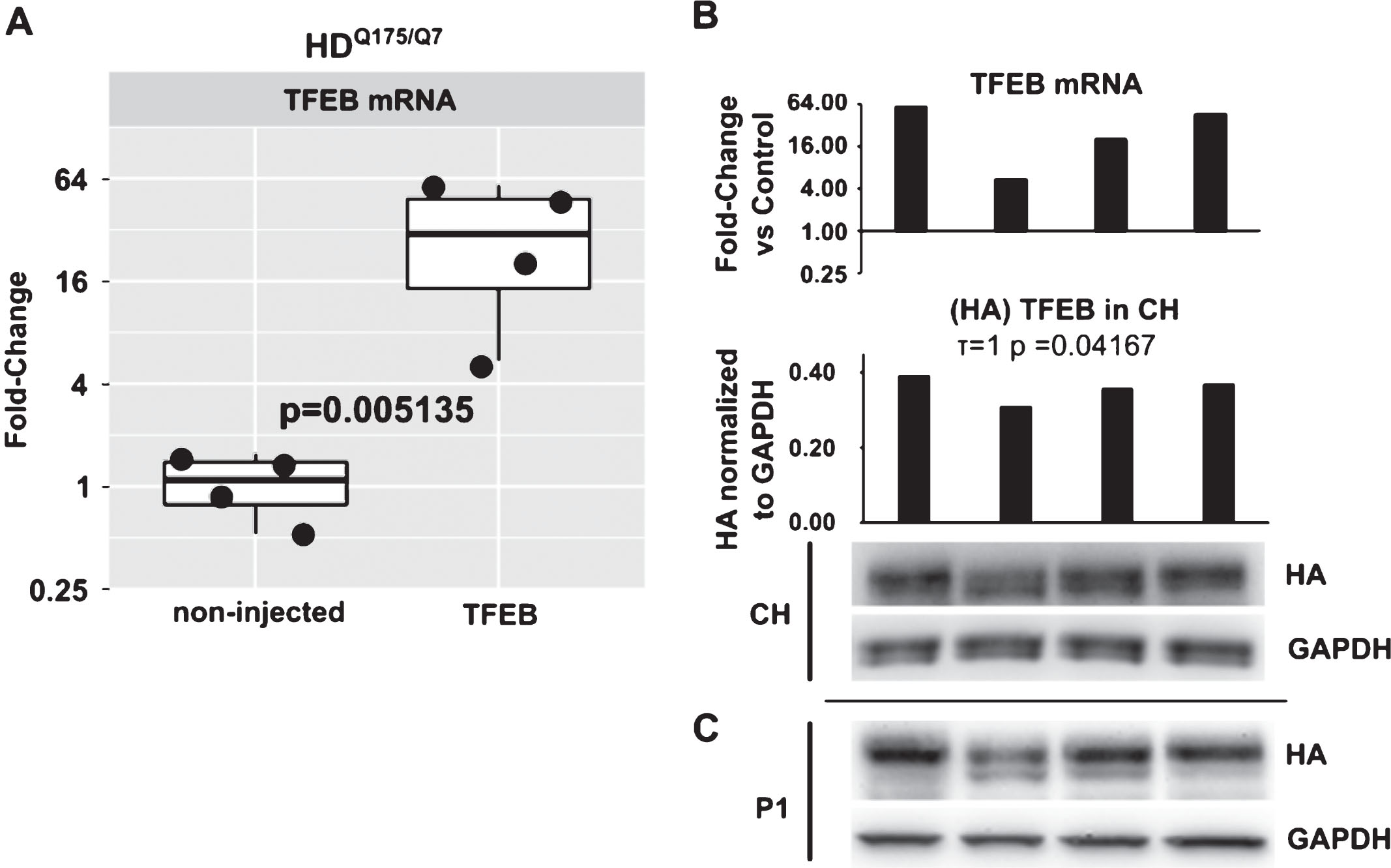 TFEB mRNA quantification by qPCR and comparison to TFEB-HA protein levels. A) Relative quantification of TFEB mRNA in non-injected and AAV hSyn1 TFEB-HA injected HDQ175/Q7 mice. Data are presented as a fold-change over mean of control group (non-injected). Each point represents individual mouse and boxplots show overall data distribution (N = 4 mice per group). P-value from unpaired t-test. B) Comparison of TFEB mRNA levels in individual animals to TFEB-HA protein levels detected by HA antibody. Bar graphs show relative fold-change over mean of control group for mRNA and HA densitometry signal in crude homogenate normalized to GAPDH for protein. Kendall tau correlation coefficient and corresponding p-value for mRNA/ crude homogenate protein level is provided. C) Western blot for TFEB-HA protein levels as detected by HA antibody in P1 nuclear enriched fraction.