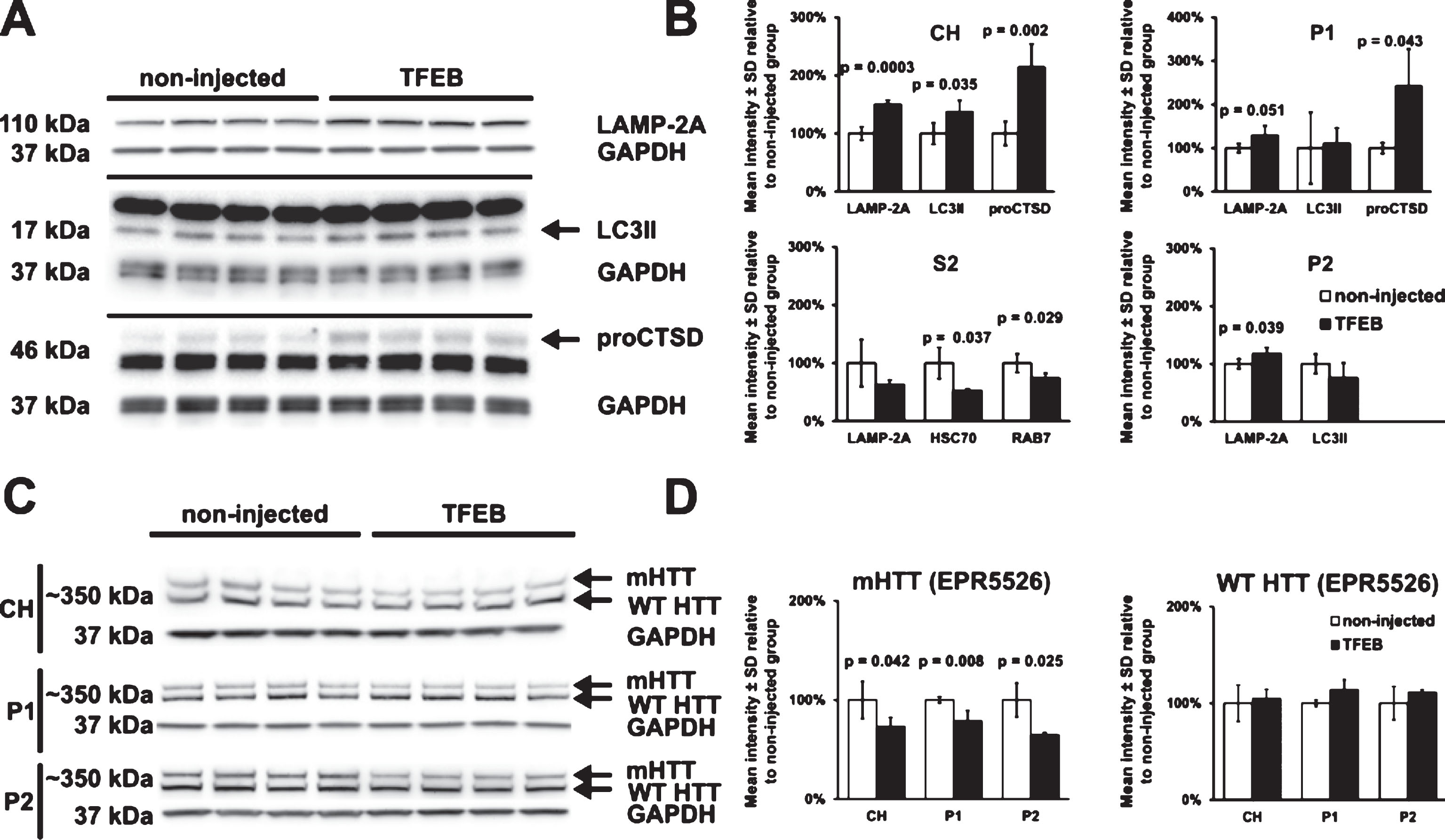 Activation of autophagy and reduction of mHTT in TFEB-HA treated striatum. A) Western blot analysis for LAMP-2A, LC3II, and procathepsin D (proCTSD) in crude homogenates (CH) of HDQ175/Q7 mice injected with AAV hSyn1 TFEB-HA or non-injected. B) Quantitative results of crude homogenate Western blots in A and Western blots in subcellular fractions (P1, S2 and P2). HSC70 and Rab7 in S2 fractions are included in the bar graphs along with the results for LAMP-2A. C) Western blots of HTT levels in crude homogenate (CH) and in membrane fractions P1 and P2 detected with anti-HTT aa1-100 antibody EPR5526. D) Bar-graphs represent the results of densitometry for mHTT and WT HTT on Western blots shown in C. Mutant HTT levels in the AAV hSyn1 TFEB-HA injected mice are reduced compared to the untreated mice. All mice are age matched and the injected mice were examined at 2 months post-injection. N = 4 per treatment group, p-values from unpaired t-test.