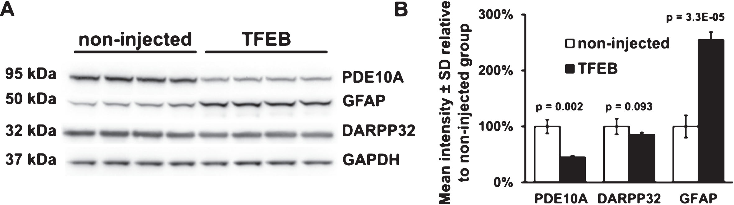 Western blot analysis of DARPP32, GFAP, PDE10A in striatal crude homogenates of mice injected with either AAV hSyn1 TFEB-HA or non-injected. A) Western blots for DARPP32, GFAP and PDE10A, GAPDH was used as a loading control. B) Bar graphs show results of densitometry for Western blots in A. All mice are age matched and the injected mice were examined at 2 months post-injection. Each column represents sample from a different mouse, N = 4 mice per treatment group, p-values from unpaired t-test.