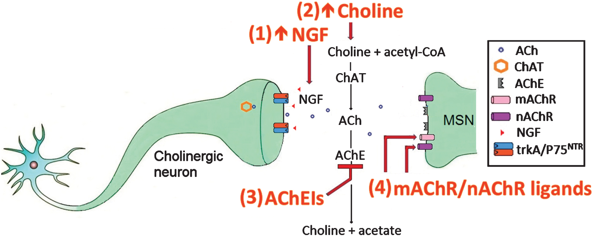 The cholinergic system in HD and targets for therapeutic intervention.