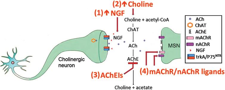 The cholinergic system in HD and targets for therapeutic intervention.