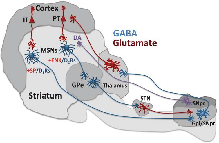 Schematic illustration of basal ganglia circuitry. Striatal medium spiny neurons (MSNs) receive excitatory corticostriatal input from IT and PT pyramidal neurons in cerebral cortex. Intra-telencephalic (IT) neurons preferentially activate substance P/D1 receptor (SP/D1R) MSNs that project to the internal globus pallidus and sustantia nigra pars reticulata (GPi/SNpr) forming the direct pathway. Pyramidal tract (PT) neurons activate enkephalin/D2 receptor (ENK/D2R) MSNs that form the indirect pathway and send projections to the external globus pallidus (GPe). GPe neurons in turn send axons to the subthalamic nucleus (STN), which projects to GPi/SNpr. GPi/SNpr is the basal ganglia output system that integrates direct and indirect pathway information and sends it back to cortex via thalamus.