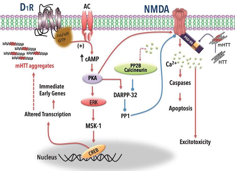 D1 and NMDA receptor signaling pathways and mHTT aggregates. The activation of D1 receptors results in G protein αs/olf coupling and the stimulation of adenylyl cyclase (AC), which transforms adenosine triphosphate (ATP) into 3′-5′-cyclic adenosine monophosphate (cAMP). This messenger activates protein kinase dependent cAMP (PKA), which phosphorylates cAMP-regulated phosphoprotein-32 (DARPP-32) leading to inactivation of phosphatase-1 (PP1). PKA can also phosphorylate NMDA receptors enhancing its activity. Through the phosphorylation of extracellular regulated kinase (ERK) and subsequent phosphorylation of mitogen- and stress- protein kinase-1 (MSK-1), PKA may activate the cAMP response element-binding protein (CREB), which is involved in gene transcription processes. Activation of the D1 receptor induces mHTT aggregations [202, 203], possibly by activating CREB. NMDA receptors interact with the postsynaptic density-95 (PSD-95) protein, which contains the domain Src homology 3 that interacts with HTT; mHTT prevents the interaction causing sensitization of NMDA receptors and promoting apoptosis. Stimulatory effects are indicated with arrows; inhibitory effects with a line ending in a circle. Broken lines indicate possible mechanism of action.