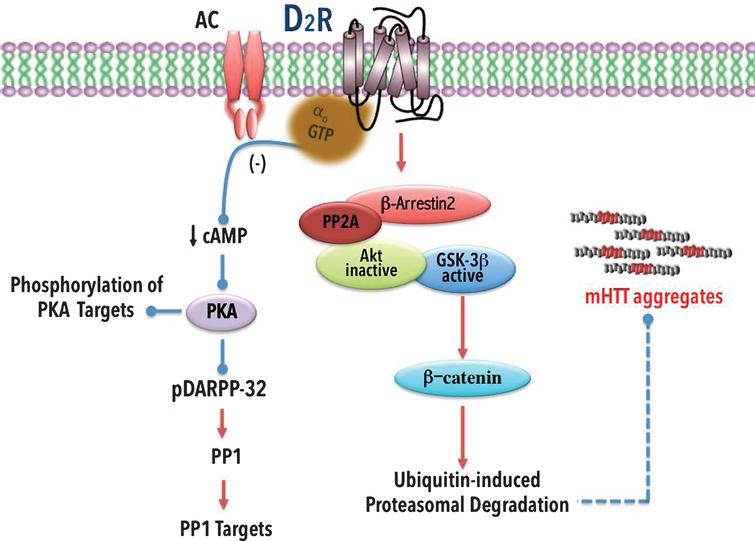 Alteration of the D2 receptor signaling pathway in HD. D2 receptor activation decreases cAMP signaling. D2 receptors can also activate β-arrestin2, which recruits phosphatase-2A (PP2A). PP2A in turn interacts with thymoma viral protoncogen (Akt). The PP2A-Akt complex promotes activation of glycogen synthase kinase-3 β (GSK-3β), which induces phosphorylation of β-catenin, a protein involved in the activation of the ubiquitin-induced proteasomal degradation system [209, 210]. Because GSK-3β expression is decreased in HD [90, 207] the decrease in phosphorylated β-catenin causes cellular toxicity [211]. Decreased activation of D2 receptors may be involved in the reduced degradation of mHTT. Stimulatory effects are indicated with arrows; inhibitory effects with a line ending in a circle. Broken lines indicate possible mechanism of action.