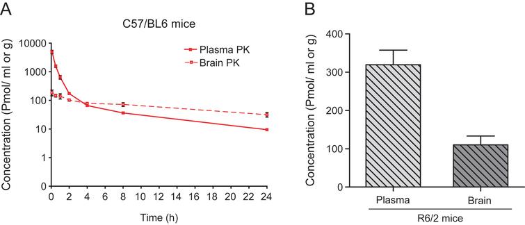 Pharmacokinetic profile of LBH589. A) Brain and plasma levels of LBH589 in C57/BL6 mice after single ip administration of 10 mg/kg. Levels were determined 0.08, 0.5, 1, 2, 4, 8, and 24 hrs post-dosing. n = 3, error bars = S.D. B) Brain and plasma levels of LBH589 in R6/2 HD mice after single i.p. administration of 10 mg/kg LBH589. Levels were determined after 2 hrs of dosing. n = 5, error bars = SE.