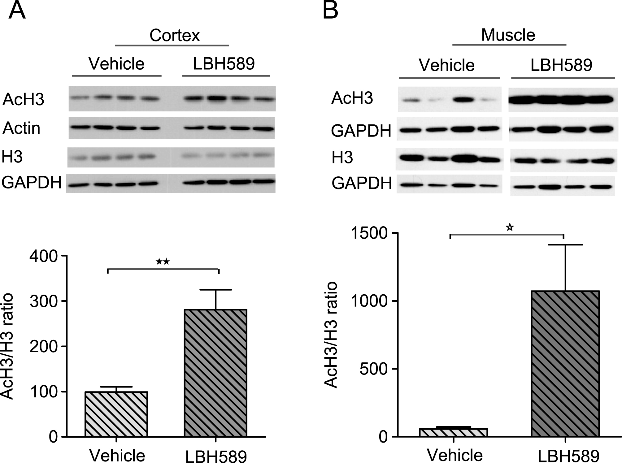 Pharmacodynamic response with LBH589 treatment. A-B) Western blots showing levels of histone H3 acetylation in cortical tissue (A) and muscle (B) of R6/2 mice treated with LBH589 or vehicle. Mice were treated with LBH589 at the dose rate of 20 mg/kg/three times per week for 3 weeks and acetylation levels were determined two hrs after the last injection. LBH589 treatment significantly increases total H3 acetylation in both brain and muscle tissue. GAPDH and Actin are used as loading controls and the level of AcH3 was normalized to total histone H3 level. n = 4-5. P value *p < 0.05; **p < 0.01. Error bars = S.E.