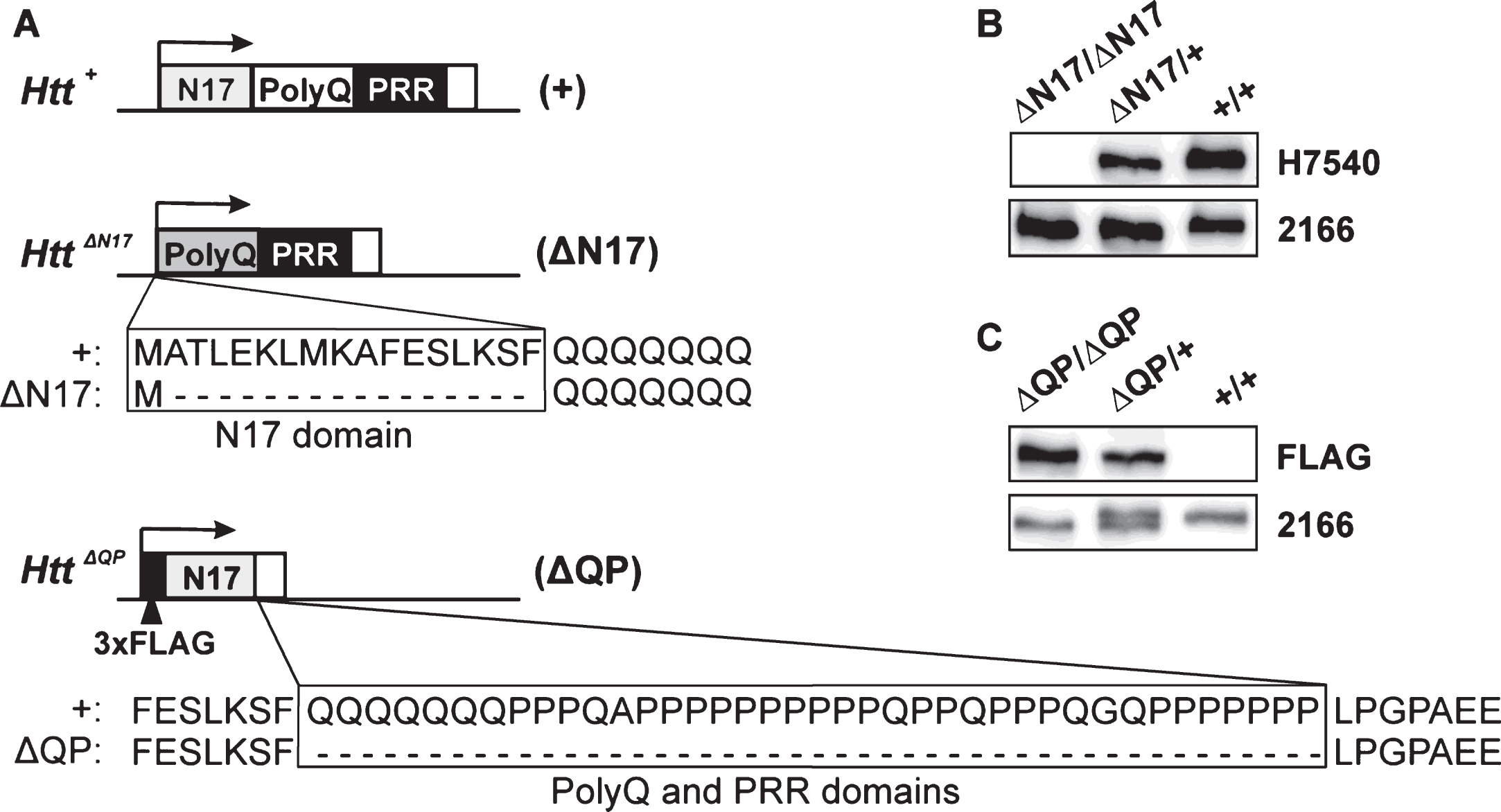 Htt N-terminal 
domain deletions. (A) Illustration of Htt exon 1 for wild type Htt+ (+), HttΔN17 (ΔN17), and HttΔQP (ΔQP) 
alleles. The N17 domain, polyQ stretch, and the mouse PRR are indicated. In the HttΔN17 allele, the first methionine was retained, while amino acids 2-17 were 
deleted. (B) Htt+/+ (+/+), HttΔN17/+ (ΔN17/+), and HttΔN17/ΔN17 (ΔN17/ΔN17) whole brain lysates 
probed with H7540 and MAB2166 antibodies. The N17-specific H7540 antibody detects wild type Htt in the+/+and ΔN17/+lane, but does not detect ΔN17-Htt in the ΔN17/ΔN17 lane, as expected. (C) Htt+/+ (+/+), HttΔQP/+ (ΔQP/+), and HttΔQP/ΔQP (ΔQP/ΔQP) lysates probed with FLAGM2 
and MAB2166 antibodies. FLAGM2 antibody detects the N-terminal 3xFLAG epitope tag of ΔQP-Htt in the ΔQP/+and ΔQP/ΔQP lanes. MAB2166 detects wild type Htt, ΔQP-Htt and ΔN17-Htt. 
Note that ΔQP-Htt migrates slightly faster on SDS-PAGE resulting in an Htt doublet in the ΔQP/+lane.