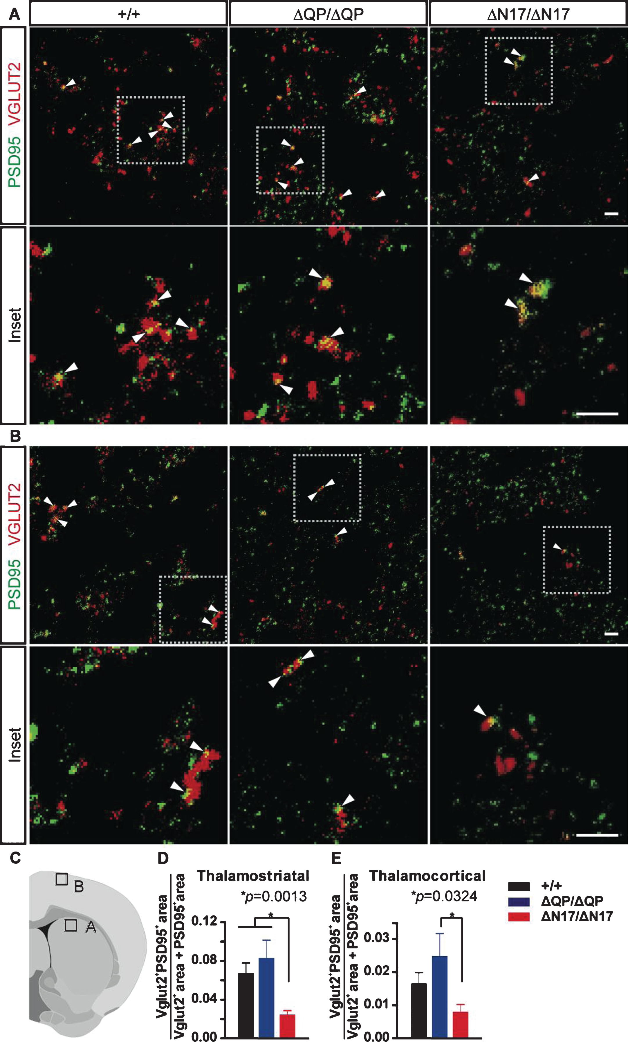 Synapse quantification in the brains of 24-month-old Htt+/+ (+/+), HttΔQP/ΔQP (ΔQP/ΔQP), and HttΔN17/ΔN17 (ΔN17/ΔN17) mice. (A, B) Representative images from brain sections immunostained with PSD-95 (green) and Vglut2 (red). (A) Dorsal striatum. Arrowheads indicate co-localized PSD-95 and Vglut2 (yellow), which represent thalamostriatal synapses. Scale bar = 2μm. (B) Primary motor cortex (layers I/II). Arrowheads indicate co-localized PSD-95 and Vglut2, which represent thalamocortical synapses. Scale bar = 2μm. (C) Diagram illustrating the two brain regions imaged in (A, B). (D, E) Quantification of PSD-95/Vglut2 co-localization in the dorsal striatum (D) and primary motor cortex (E). HttΔN17/ΔN17 mice had reduced PSD-95+Vglut2+ synapses in the striatum compared to Htt+/+ controls (Htt+/+: 0.05887±0.00683, HttΔQP/ΔQP: 0.07323±0.01249, HttΔN17/ΔN17: 0.02940±0.00391, p = 0.0013). HttΔN17/ΔN17 mice also exhibited a trend toward reduced PSD-95+Vglut2+ synapses in the primary motor cortex compared to Htt+/+ controls and a significant reduction compared to HttΔQP/ΔQP mice (Htt+/+: 0.01652±0.0034, HttΔQP/ΔQP: 0.02490±0.00676, HttΔN17/ΔN17: 0.008080±0.00219, p = 0.0324) (mean±SEM, n = 23–25 images from 3 mice/genotype, 1-way ANOVA).
