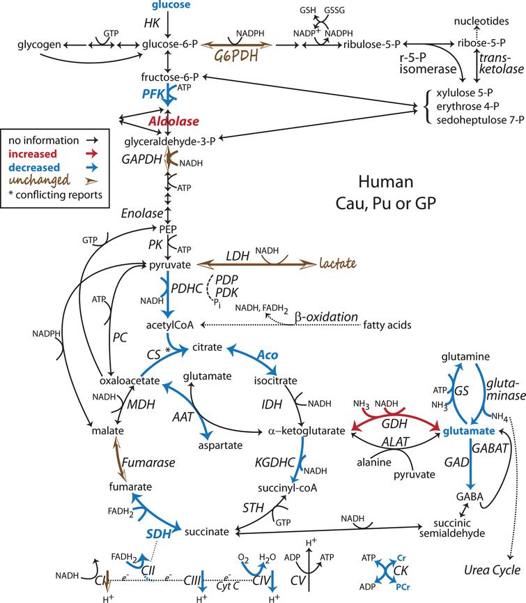 Alterations found in the human post-mortem HD striatum late in disease in the system of Intermediate Metabolism Pathways. For details and differences between caudate (Cau), putamen (Pu), globus pallidus (GP) and cortex, see the text. Intermediate Metabolism Pathways: Glycolysis, the principle catabolism of glucose to pyruvate is represented centrally. Branching off from glucose-6-P is glycogenolysis to the left and the Pentose Phosphate Pathway (PPP) to the right. In the mitochondria, pyruvate is converted to acetyl CoA which enters the TCA cycle, center bottom. Additional fuel can be generated from β-oxidation of fatty acids, which produces reducing equivalents, NADH and FADH2, and acetyl CoA. Glutamate metabolism, bottom right, can be derived from or provide fuel for TCA intermediates (anaplerosis). The Electron Transport Chain (ETC, very bottom) utilizes the NADH and FADH2 produced in all of these pathways to provide the driving force for converting ADP to ATP. Reactions specific to astrocytes (e.g. GS, PC and GDH) or GABAergic neurons (e.g. GAD, GDH) are included but not specifically separated. Enzymes and metabolites not discussed in this review are not labeled. Diagram adapted from [251]. [6–8, 45, 48–52, 70, 76, 77, 80, 81, 85, 125, 136, 137, 168, 170, 171]. Note: Bold indicates an enzyme expression or activity has been assayed. Bold black or red indicates upregulation. Bold grey or blue indicates downregulation. Bolding of an enzyme or metabolite name indicate protein expression or concentration alterations. Partial bolding or coloring indicates differential expression changes among subunits. Bolding and/or coloring of arrows indicate activity changes. No change is indicated by a brown script font or a half open brown arrowhead. The default sans serif black font and thin black arrows with small heads indicate that no specific information is available. Combinations of symbol changes and asterisks (*) indicate conflicting reports from different laboratories.