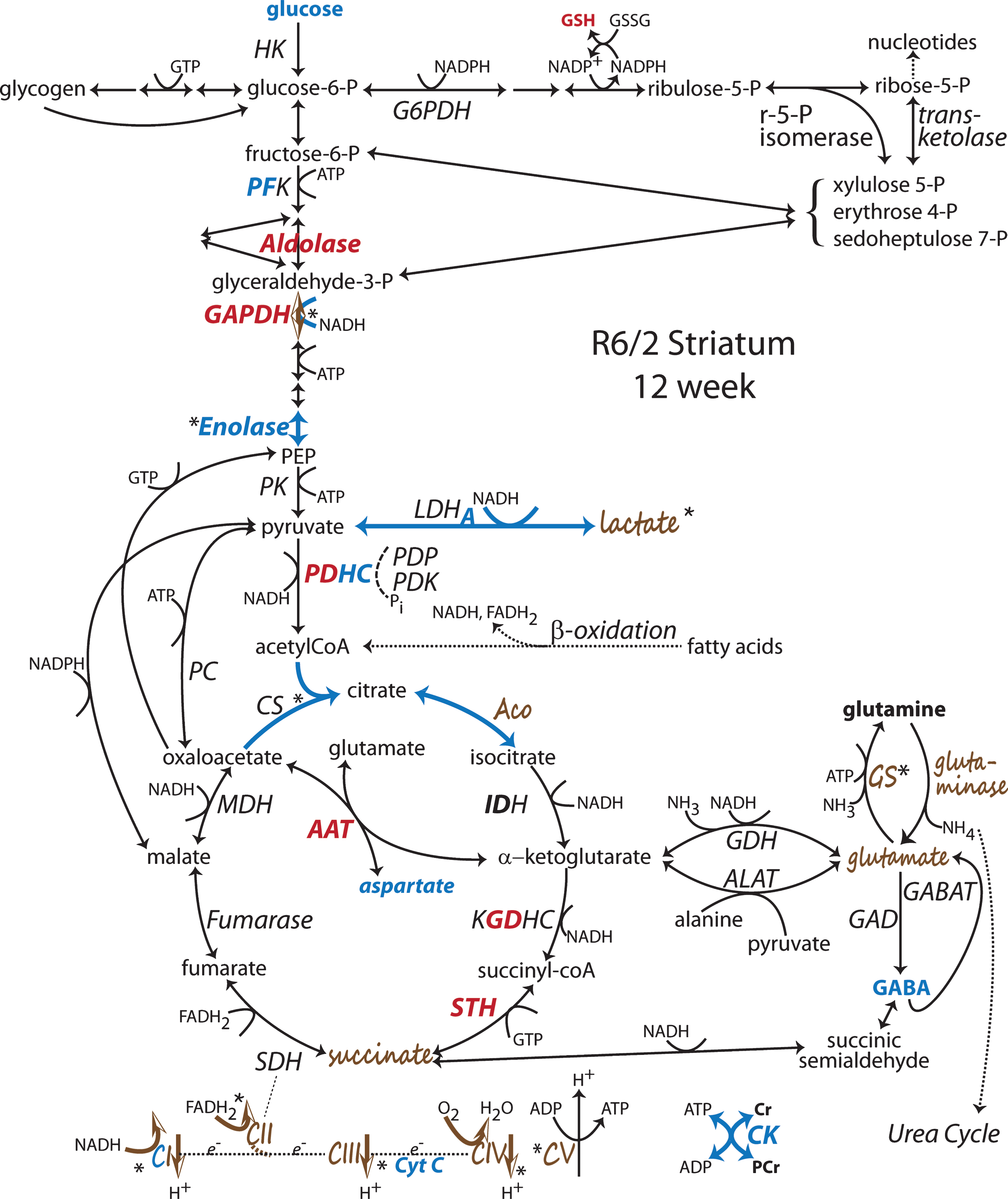 Changes to metabolic pathways determined from R6/2 striatum late in disease at 12 wk of age. Annotations as in Fig. 1 [53, 54, 56, 67, 68, 70, 73, 92, 104, 105, 110, 111, 113, 134, 136–138, 182, 204, 252, 253]. Note: Bold indicates an enzyme expression or activity has been assayed. Bold black or red indicates upregulation. Bold grey or blue indicates downregulation. Bolding of an enzyme or metabolite name indicate protein expression or concentration alterations. Partial bolding or coloring indicates differential expression changes among subunits. Bolding and/or coloring of arrows indicate activity changes. No change is indicated by a brown script font or a half open brown arrowhead. The default sans serif black font and thin black arrows with small heads indicate that no specific information is available. Combinations of symbol changes and asterisks (*) indicate conflicting reports from different laboratories.