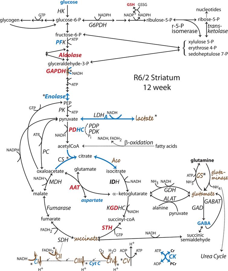 Changes to metabolic pathways determined from R6/2 striatum late in disease at 12 wk of age. Annotations as in Fig. 1 [53, 54, 56, 67, 68, 70, 73, 92, 104, 105, 110, 111, 113, 134, 136–138, 182, 204, 252, 253]. Note: Bold indicates an enzyme expression or activity has been assayed. Bold black or red indicates upregulation. Bold grey or blue indicates downregulation. Bolding of an enzyme or metabolite name indicate protein expression or concentration alterations. Partial bolding or coloring indicates differential expression changes among subunits. Bolding and/or coloring of arrows indicate activity changes. No change is indicated by a brown script font or a half open brown arrowhead. The default sans serif black font and thin black arrows with small heads indicate that no specific information is available. Combinations of symbol changes and asterisks (*) indicate conflicting reports from different laboratories.