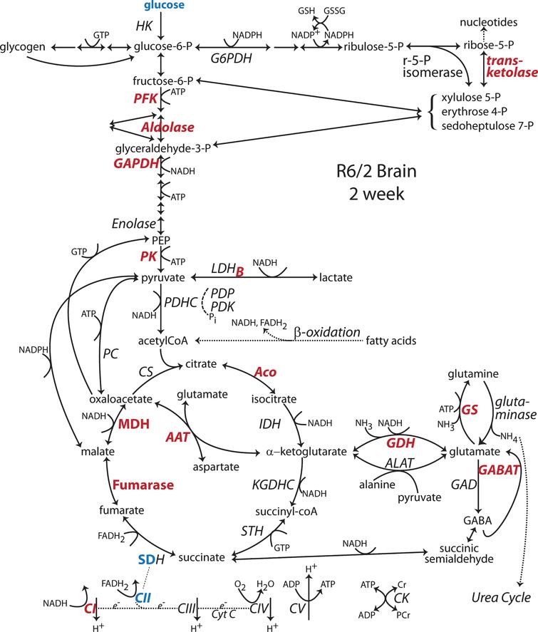 Changes to metabolic pathways determined from R6/2 brain at 2 wk of age. Annotations as in Fig. 1 [44]. Note: Bold indicates an enzyme expression or activity has been assayed. Bold black or red indicates upregulation. Bold grey or blue indicates downregulation. Bolding of an enzyme or metabolite name indicate protein expression or concentration alterations. Partial bolding or coloring indicates differential expression changes among subunits. Bolding and/or coloring of arrows indicate activity changes. No change is indicated by a brown script font or a half open brown arrowhead. The default sans serif black font and thin black arrows with small heads indicate that no specific information is available. Combinations of symbol changes and asterisks (*) indicate conflicting reports from different laboratories.