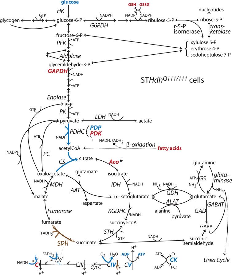 Changes to metabolic pathways determined from STHdhQ111/111 cells compared to STHdhQ7/7 cells. Annotations as in Fig. 1 [63, 87, 94, 119, 120, 134, 204]. Note: Bold indicates an enzyme expression or activity has been assayed. Bold black or red indicates upregulation. Bold grey or blue indicates downregulation. Bolding of an enzyme or metabolite name indicate protein expression or concentration alterations. Partial bolding or coloring indicates differential expression changes among subunits. Bolding and/or coloring of arrows indicate activity changes. No change is indicated by a brown script font or a half open brown arrowhead. The default sans serif black font and thin black arrows with small heads indicate that no specific information is available. Combinations of symbol changes and asterisks (*) indicate conflicting reports from different laboratories.