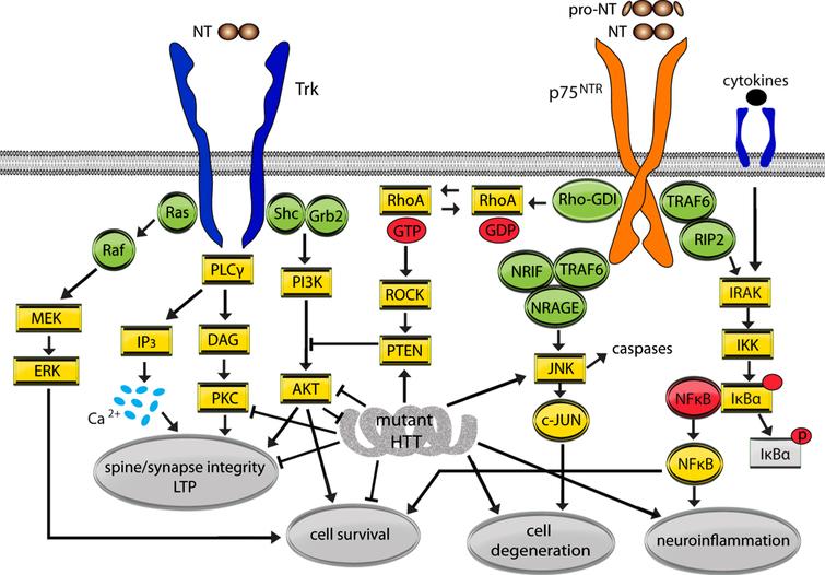 Mutant huntingtin (HTT) effects on Trk and p75NTR signaling pathways. This simplified schematic diagram depicts the signaling pathways regulated by the neurotrophin (NT) receptors, Trk and p75NTR, and their high integration with those dysregulated by mutant HTT. Arrows indicate up-regulation or promotion while ⊢ indicates inhibition or dysregulation. NTs signal through preformed or induced receptor dimers. Mature NT binding to Trks recruits adaptor proteins Shc and growth factor receptor-binding protein 2 (Grb2) and activate kinases resulting in further autophosphorylation and signaling via the PLCγ/PKC, MAPK (Ras/Raf/MEK/ERK) and PI3K/AKT pathways. p75NTR lacks intrinsic catalytic activity and regulates cellular processes by modulating Trk signaling and/or recruiting cell survival or cell death associated adaptor molecules including tumor necrosis factor receptor-associated factor 1–6 (TRAF1-6), NT receptor-interacting MAGE homolog (NRAGE), NT receptor-interacting factor (NRIF), and receptor-interacting protein 2 (RIP2). Depending on the cellular context and receptors present, mature NT binding to p75NTR may potentiate NT binding to Trk receptors and/or reinforce Trk signaling to promote cell survival. Mature NT or pro-NT binding to p75NTR can cause activation of the RhoA and JNK signaling pathways leading to dendritic spine loss, caspase release, and/or cell death.