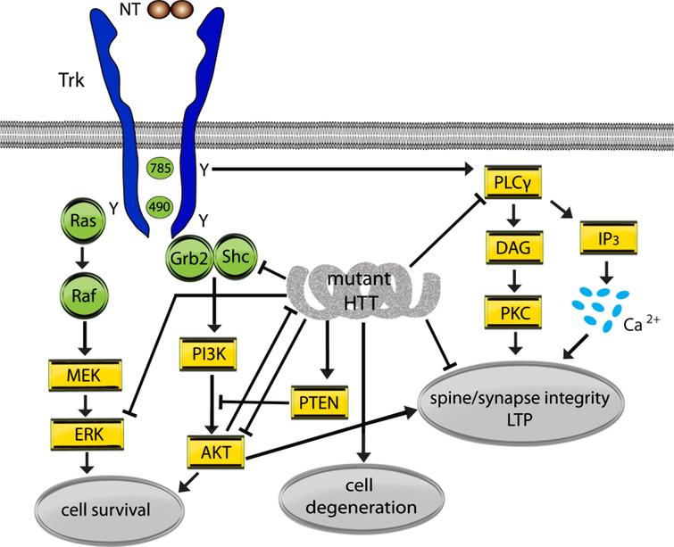 Mutant huntingtin (HTT) effects on Trk signaling pathways. A simplified schematic diagram showing the interactions between mutant HTT and Trk signaling pathways. Arrows indicate up-regulation or promotion while⊢ indicates inhibition or dysregulation. NTs signal through preformed or induced receptor dimers. Mature NT binding to Trks causes phosphorylation of intracellular domain tyrosine (Y) residues that form cores of binding sites for adaptor proteins Shc and growth factor receptor-binding protein 2 (Grb2) and activate kinase activity. Phosphorylation at Y785 (for TrkA; Y817/Y820 for Trks B and C) initiates signaling via the PLCγ/PKC pathway and Y490 (for TrkA; Y515/Y516 for Trks B and C) initiates signaling via the MAPK (Ras/Raf/MEK/ERK) and PI3K/AKT pathways. The effects of NT-Trk signaling via these pathways are typically related to synapse and dendritic spine integrity, long-term potentiation (LTP) and cell survival.