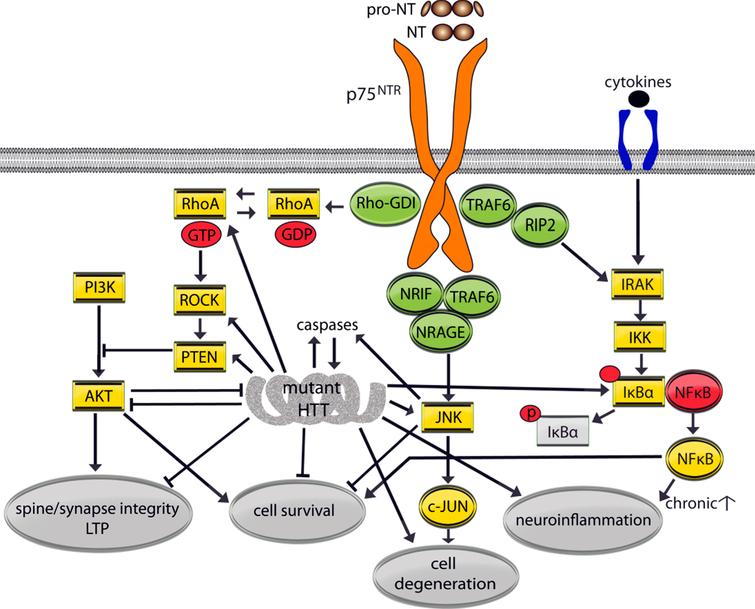 Mutant huntingtin (HTT) effects on p75NTR signaling pathways. p75NTR lacks intrinsic catalytic activity and regulates cellular processes by modulating Trk signaling and recruiting adaptor molecules including TRAF1-6, NRAGE, NRIF, and RIP2 which determine the signaling pathways activated. Regulated nuclear factor kappa-light-chain-enhancer of activated B cells (NF-κB) signaling supports cell survival but when chronically activated, as in the presence of cytokines, inhibitor of kappa beta kinase (IKK)/NFκβ signaling mediates neuroinflammation. Inhibitor of nuclear factor κB (IκBα) sequesters NFκβ however when IκBα is phospohorylated (p) NFκβ is free to enter the nucleus to activate genes that promote inflammation. Mature NT or pro-NT binding to p75NTR can cause activation of the RhoA/Rho associated kinase (ROCK) and JNK signaling pathways. p75NTR interacts with Rho-GDI which activates RhoA small GTPase and ROCK signaling. ROCK then activates PTEN, which dephosphorylates PI3K thereby suppressing survival signaling and the promotion of synaptic plasticity mediated by TrkB. p75NTR can recruit TRAF6, NRAGE, and NRIF leading to activation of the JNK pathway and caspases, and cell death. Pro-NT binding to the sortilin/p75NTR complex (not shown) can also activate PTEN directly, which acts like toggle between survival and degenerative signaling, and the JNK pathway.