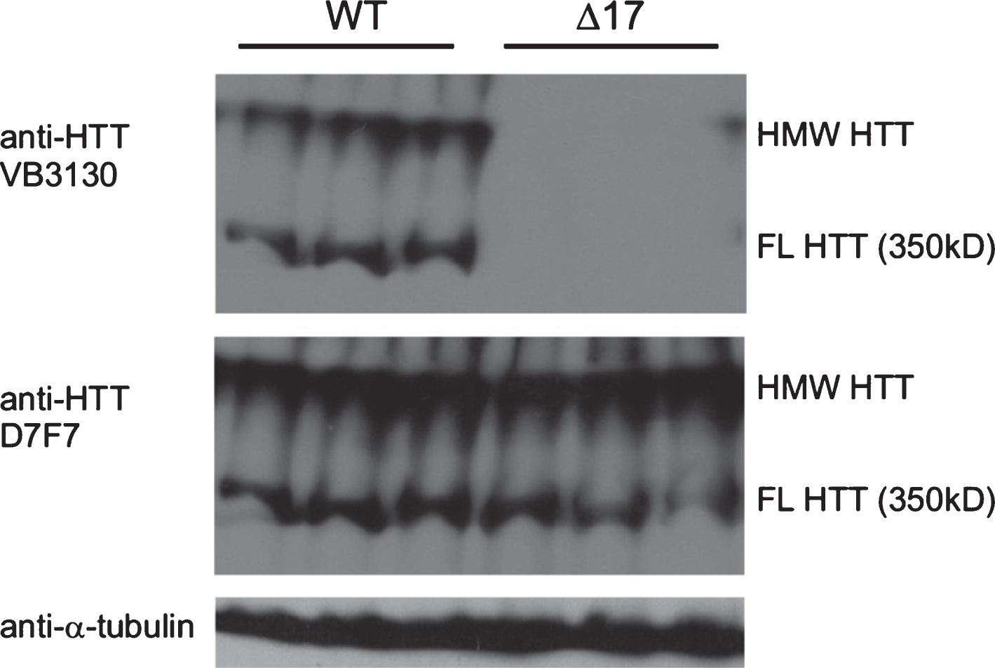 Characterization of HTT antibodies for western analysis and detection of 350 kDa (FL) monomer and high molecular weight (HMW) WT HTT in WT and Δ1-17 HTT mouse whole brain extracts. Whole cell lysate from brains of WT (n = 3, left) and Δ17 mice (29) (n = 3, right), 50 μg/lane run on DATD/8/15 % gel and transferred to PVDF for detection using anti-HTT (VB3130, Viva Bioscience and D7F7, Cell Signaling Technology) and anti-α-tubulin (Sigma-Aldrich). The protein species detected in the upper blot is WT HTT, as VB3130 generated against the first 17 amino acids of HTT detects proteins from whole WT brain extracts but does not detect protein in lysates from knock-in mice expressing only HTT lacking the first 17 amino acids (Δ17 mice), which can be visualized with D7F7, an anti-HTT antibody with an epitope in the central domain of HTT. The first 17 amino acids of HTT are not required for HMW HTT species formation in vivo. HMW HTT runs at the top of the separating gel, while FL HTT runs at approximately 350kD.
