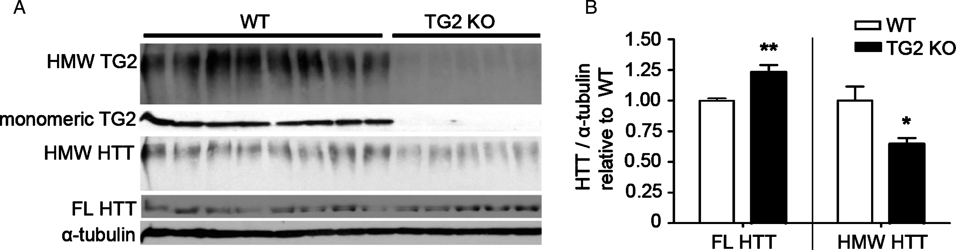 TG2 knockout in WT cortex increases levels of monomeric WT HTT and reduces levels of WT HMW HTT detected with anti-HTT VB3130. (A) Western blots of full-length (FL) HTT (∼350 kDa), high molecular weight (HMW) HTT species (running at the top of the separating gel), HMW TG2 species (running at the top of the separating gel), monomeric TG2 (75kD), and α-tubulin loading control (50kD) were detected in cortical lysates from 8 WT control vs. 5 TG2 knockout mice. (B) Graphs show mean+SEM and statistics were done by Student’s t-test: **p < 0.01, *p < 0.05.