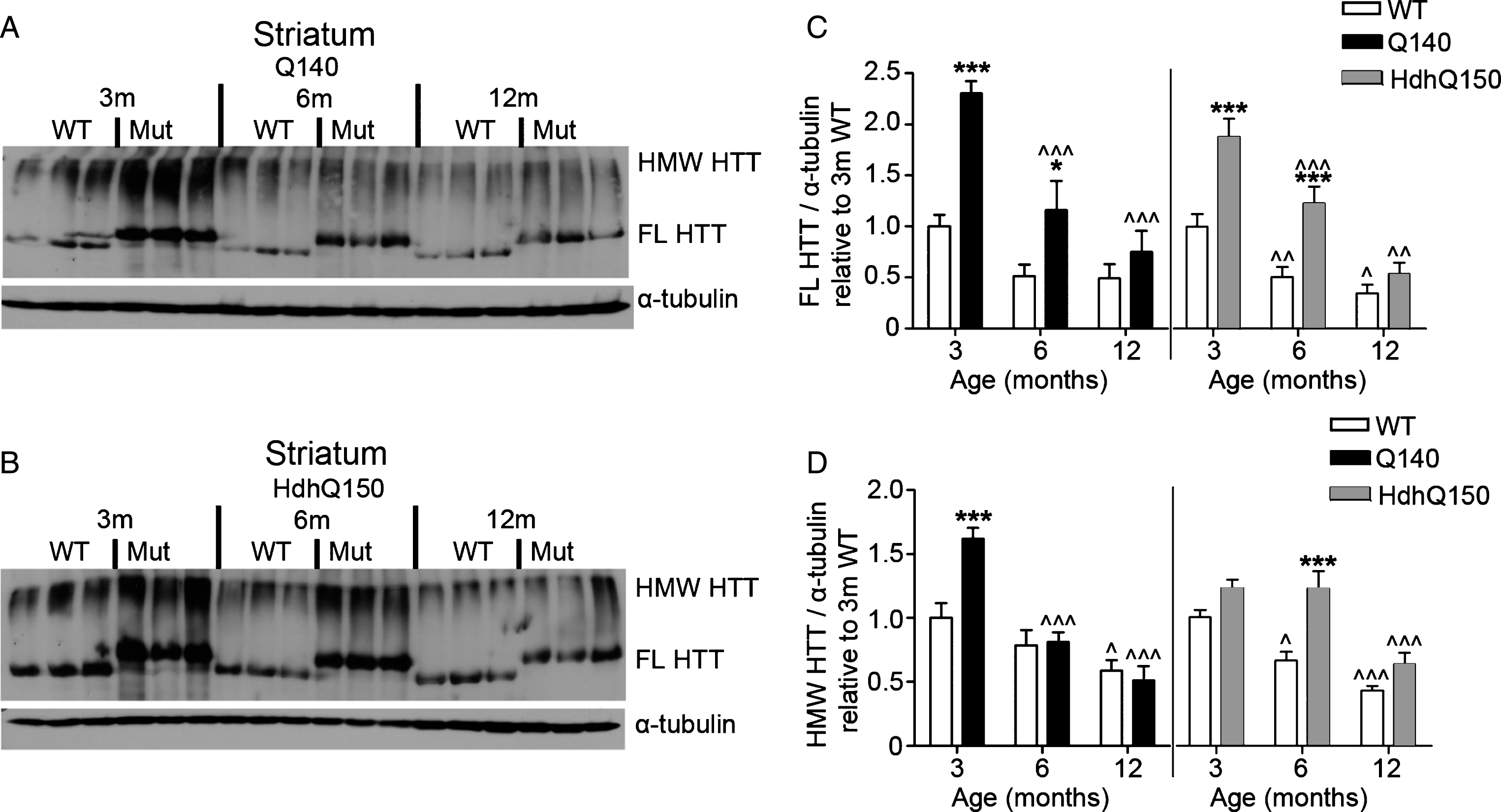 FL and HMW HTT protein levels detected with anti-HTT VB3130 decrease over time in striatum of homozygous Q140 and HdhQ150 mice. Western blots of full-length (FL) HTT (∼350 kDa) and high molecular weight (HMW) HTT species (running at the top of the separating gel) and α-tubulin loading control, at 3, 6 and 12 months of age in knock-in mice and their WT littermates in (A) Q140 striatum, and (B) HdhQ150 striatum. Protein lysate samples were run across two western blots for each knock-in mouse line and data were averaged, n = 3 per group per western blot for a total of n = 6 mice per group. Graphs show mean+SEM (n = 6) HTT/α-tubulin in 3, 6 and 12 months old Q140 and HdhQ150 mice and WT littermates, relative to WT levels at 3 months for (C) striatal FL HTT, and (D) striatal HMW HTT. Two-way ANOVA with Bonferroni post-hoc tests, within each knock-in mouse line: *p < 0.05, **p < 0.01, ***p < 0.001, compared to WT littermates at the same age;  ∧
p < 0.05,  ∧∧
p < 0.01,  ∧∧∧
p < 0.001, compared to 3 month old mice of the same genotype.