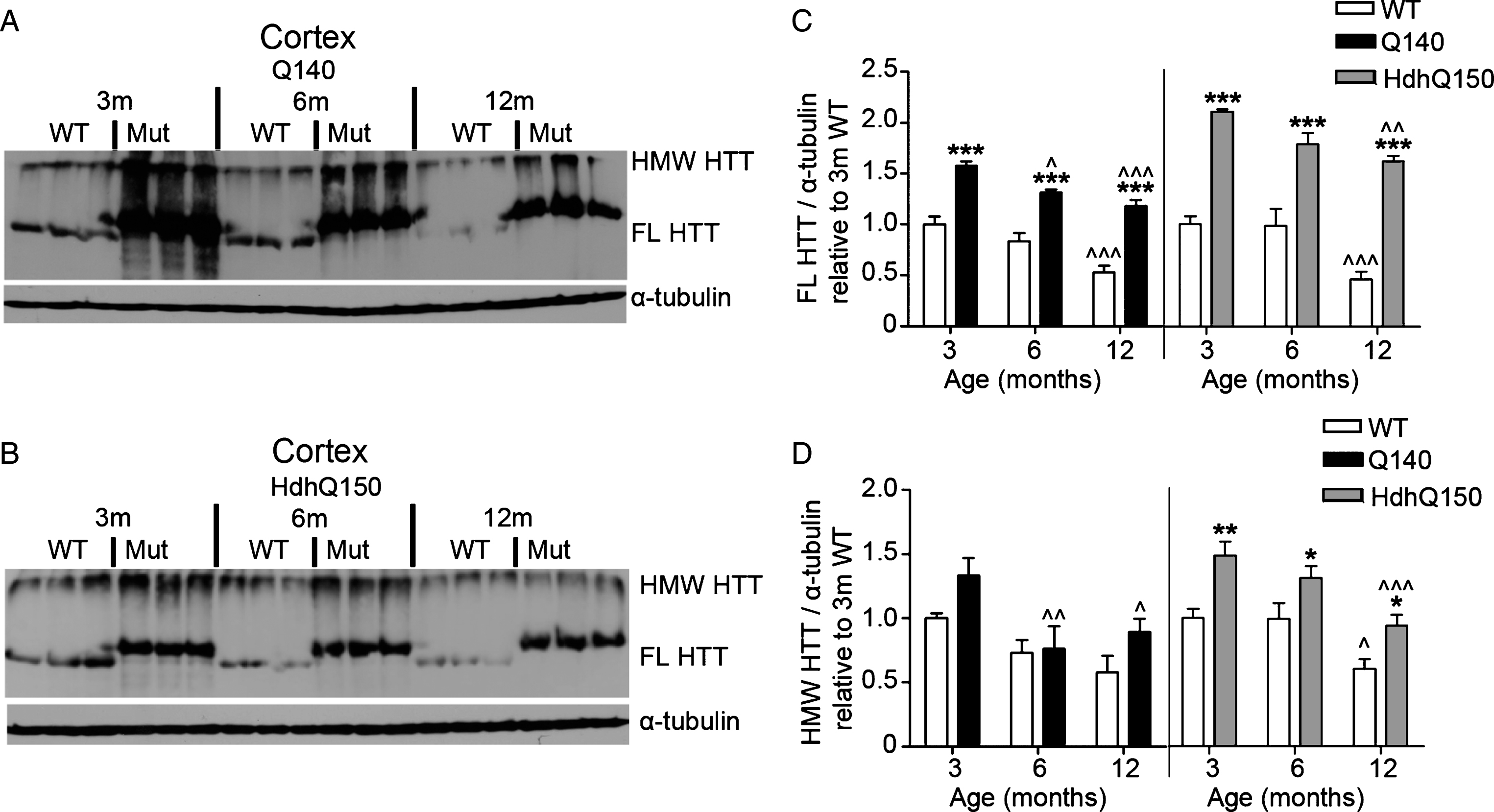 FL and HMW HTT protein levels detected with anti-HTT VB3130 decrease over time in cortex of homozygous Q140 and HdhQ150 mice. Western blots of full-length (FL) HTT (∼350 kDa) and high molecular weight (HMW) HTT (running at the top of the separating gel) species and α-tubulin loading control, at 3, 6 and 12 months of age in knock-in mice and their WT littermates in (A) Q140 cortex, and (B) HdhQ150 cortex. Protein lysate samples were run across two western blots for each knock-in mouse line and data were averaged, n = 3 per group per western blot for a total of n = 6 mice per group. Graphs show mean+SEM (n = 6) HTT/α-tubulin in 3, 6 and 12 months old Q140 and HdhQ150 mice and WT littermates, relative to WT levels at 3 months for (C) cortical FL HTT, and (D) cortical HMW HTT. Two-way ANOVA with Bonferroni post-hoc tests, within each knock-in mouse line: *p < 0.05, **p < 0.01, ***p < 0.001, compared to WT littermates at the same age;  ∧
p < 0.05,  ∧∧
p < 0.01,  ∧∧∧
p < 0.001, compared to 3 month old mice of the same genotype.