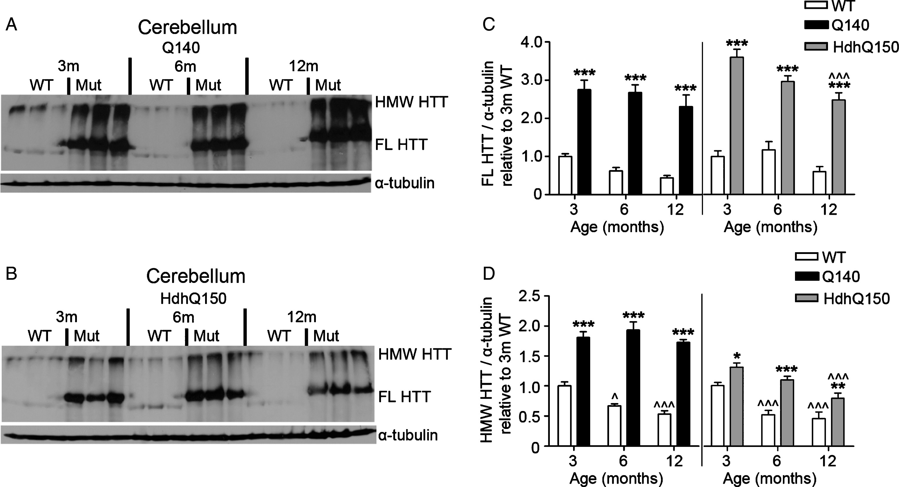FL and HMW HTT protein levels detected with anti-HTT VB3130 are sustained in cerebellum of homozygous Q140 and HdhQ150 mice. Western blots of full-length (FL) HTT (∼350 kDa) and high molecular weight (HMW) HTT (running at the top of the separating gel) species and α-tubulin loading control, at 3, 6 and 12 months of age in knock-in mice and their WT littermates in (A) Q140 cerebellum, and (B) HdhQ150 cerebellum. Protein lysate samples were run across two western blots for each knock-in mouse line and data were averaged, n = 3 per group per western blot for a total of n = 6 mice per group. Graphs show mean+SEM (n = 6) HTT/α-tubulin in 3, 6 and 12 months old Q140 and HdhQ150 mice and WT littermates, relative to WT levels at 3 months for (C) cerebellar FL HTT, and (D) cerebellar HMW HTT. Two-way ANOVA with Bonferroni post-hoc tests, within each knock-in mouse line: *p < 0.05, **p < 0.01, ***p < 0.001, compared to WT littermates at the same age;  ∧
p < 0.05,  ∧∧
p < 0.01,  ∧∧∧
p < 0.001, compared to 3 month old mice of the same genotype.