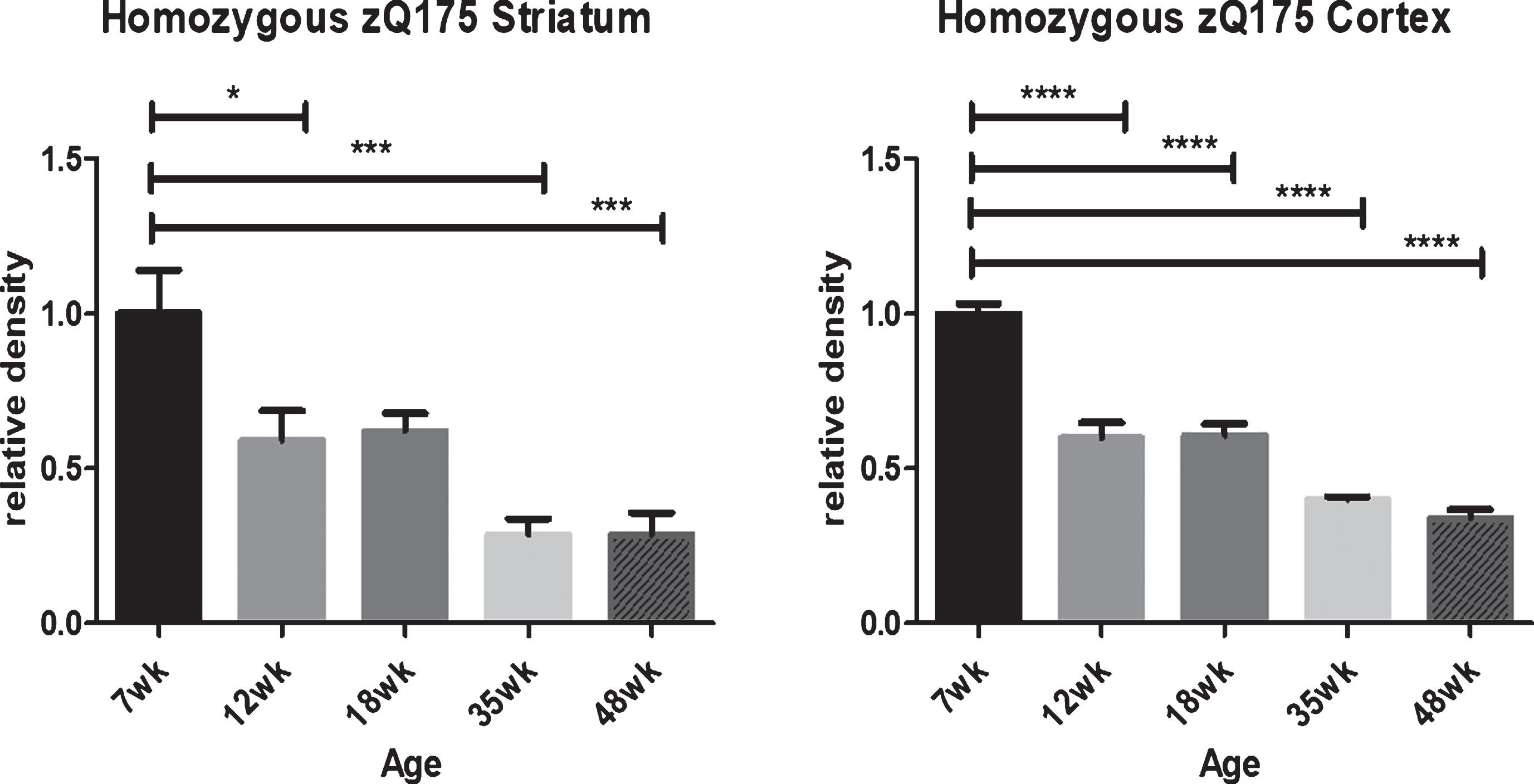 HTT levels decline in mutant homozygous zQ175 striatum and cortex with aging as detected by immunohistochemistry with D7F7 anti-HTT antibody. In homozygous zQ175 knock-in mutant mice there is a dramatic reduction in anti-HTT D7F7 detectable mutant HTT by immunohistochemistry analysis (IHC) in both striatum and cortex with age. Consistent regions of interest were identified and the mean density and standard deviation determined for each group of five mice. Statistical differences were determined using one-way ANOVA with Bonferroni’s Multiple Comparison Test. *p < 0.05, ***p < 0.001, ****p < 0.0001. Graphs show mean+SEM (n = 5) relative HTT density.