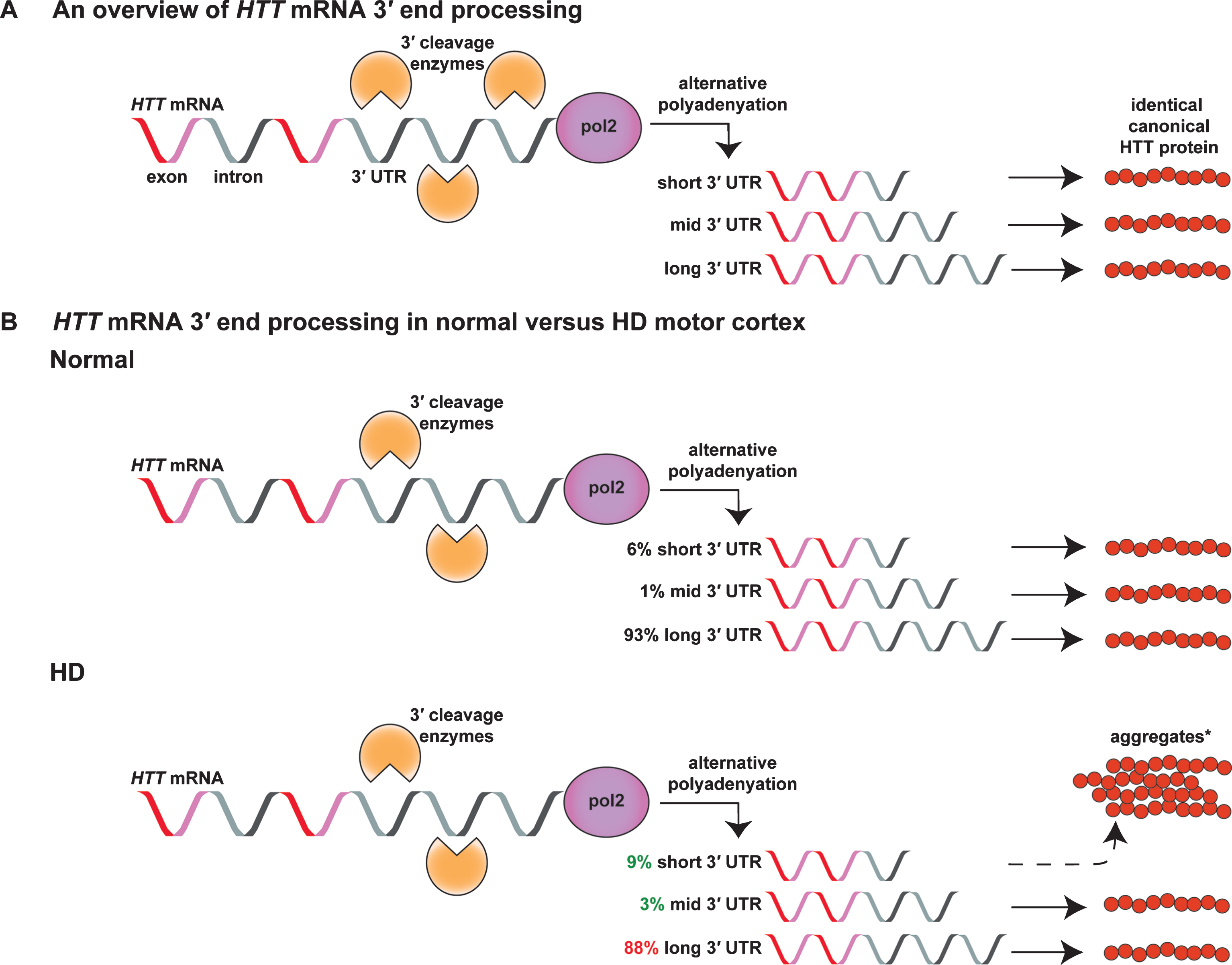 HTT mRNA is processed into several alternatively polyadenylated isoforms that change their abundance in HD versus normal human motor cortex. A) The HTT gene is transcribed into mRNA by RNA polymerase 2 (pol2). During transcription, nascent HTT mRNA can be alternatively cleaved and polyadenylated at three putative polyA sites in its 3′UTR producing a 10.3 kb (short), 12.5 kb (mid), or 13.7 kb (long) transcript [22, 23]. These alternatively polyadenylated isoforms are translated into the canonical HTT protein. B) In HD patient motor cortex, the amount of the short and mid 3′UTR isoforms increases relative to the long isoform [23]. *The short 3′UTR isoform forms more aggregates than the long isoform in vitro [30], suggesting altered isoform abundance may have an impact on the formation of abnormal protein-protein interactions.