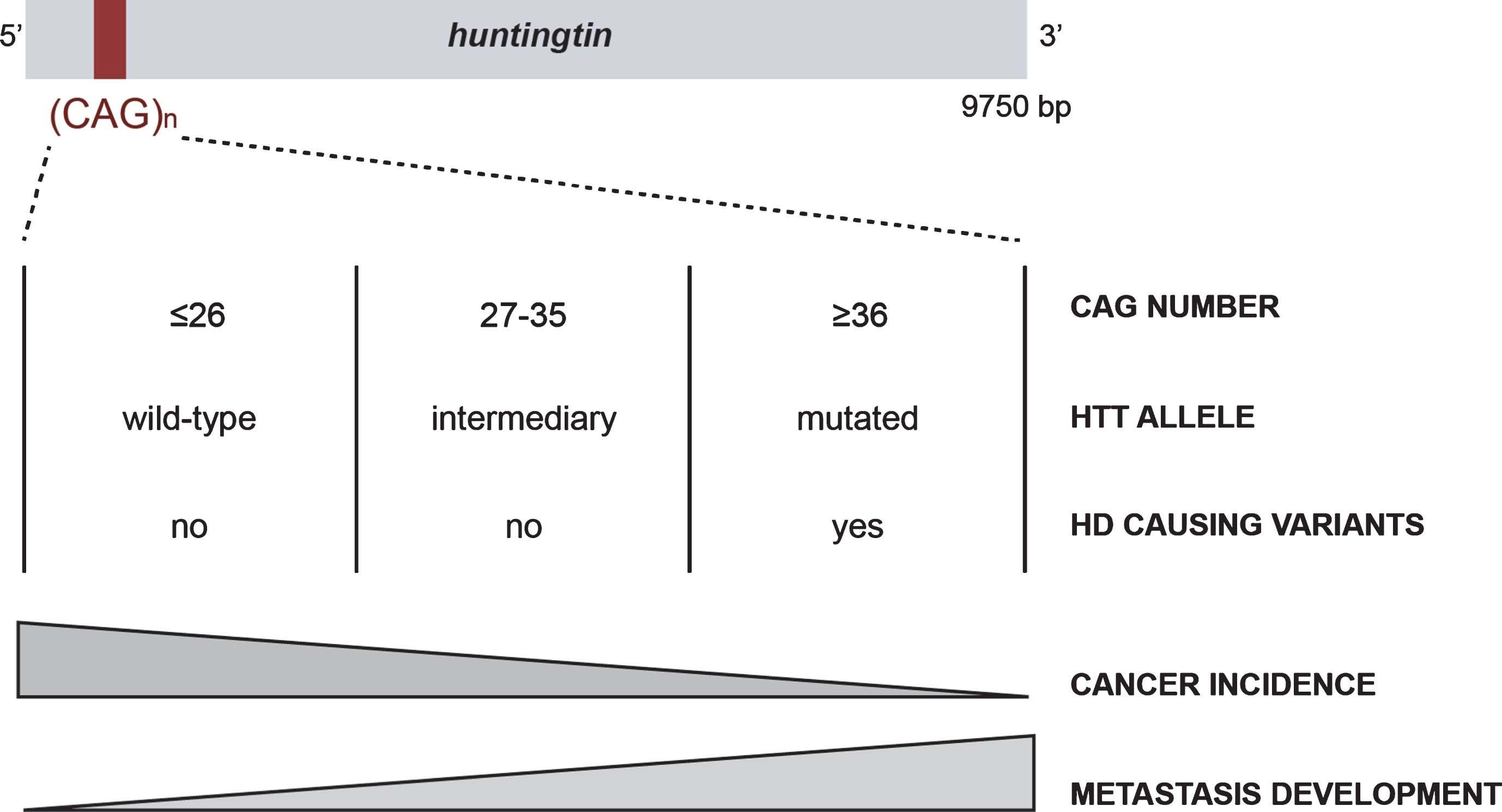 The CAG polymorphism in HTT is associated with Huntington disease and cancer risk and evolution.