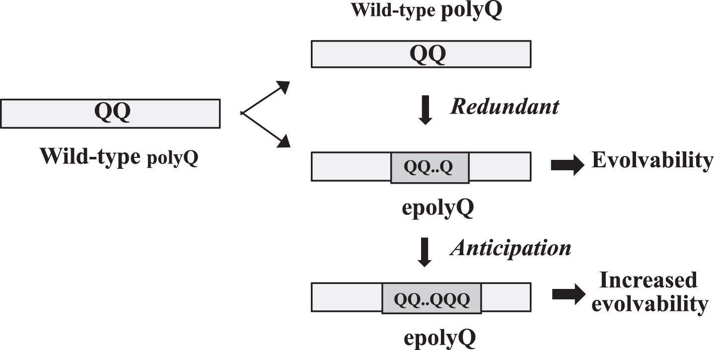 Acquisition of evolvability as a novel function by polyQ expansion. Elongation of polyQ may occur through slippage presumably due to unstable DNA during gene replication. Since the polyQ proteins are composed of mixed populations of epolyQ with elongated stretches of polyQ and wild-type polyQ of normal-length, wild-type polyQ could be functionally redundant. The length of epolyQ may further be elongated by anticipation, resulting in the increased evolvability.