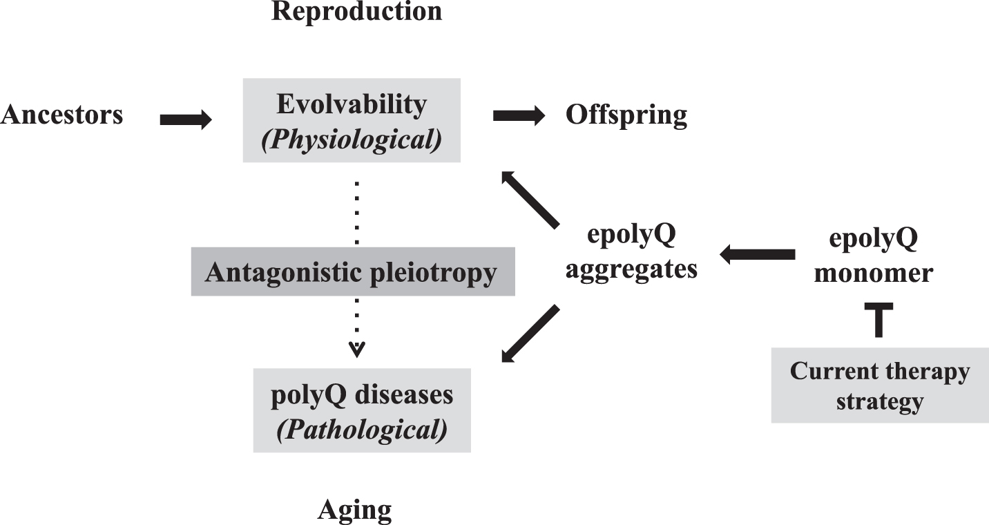 Antagonistic pleiotropy of polyQ-related pathophysiology Evolvability is proposed to be a physiological phenomenon during reproduction, whereas the polyQ diseases, such as HD and spinocerebellar ataxias, manifest as pathological phenomena during the post-reproductive senescent period. Both are derived from the soluble epolyQ protofibrils and participate in an antagonistic pleiotropic relationship as illustrated. Current therapy strategy targets the dose-reduction of soluble epolyQ.