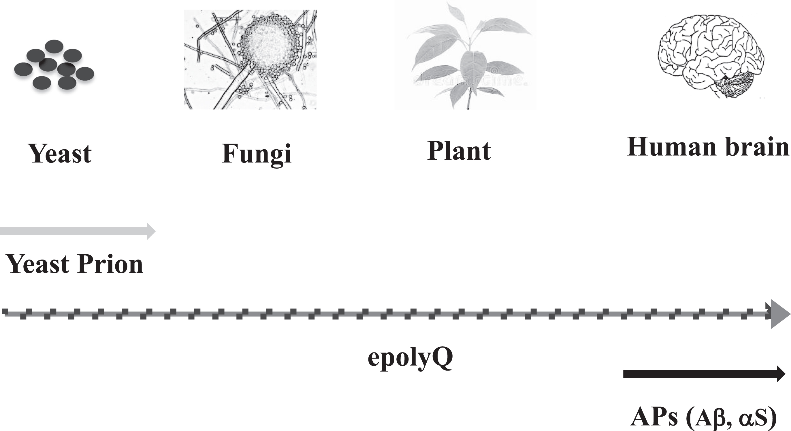 Evolution of amyloid-related evolvability. Synthesis of yeast prion is observed in microorganisms such as yeast, whereas expression of APs, including Aβ and αS, has not been observed in invertebrates, suggesting that APs are vertebrate-specific proteins. Notably, polyQ-containing proteins are ubiquitously expressed from microorganisms, such as yeast and fungi, to animals and plants. Thus, epolyQ might be regarded as an evolution of amyloid-related evolvability between yeast prion and APs.