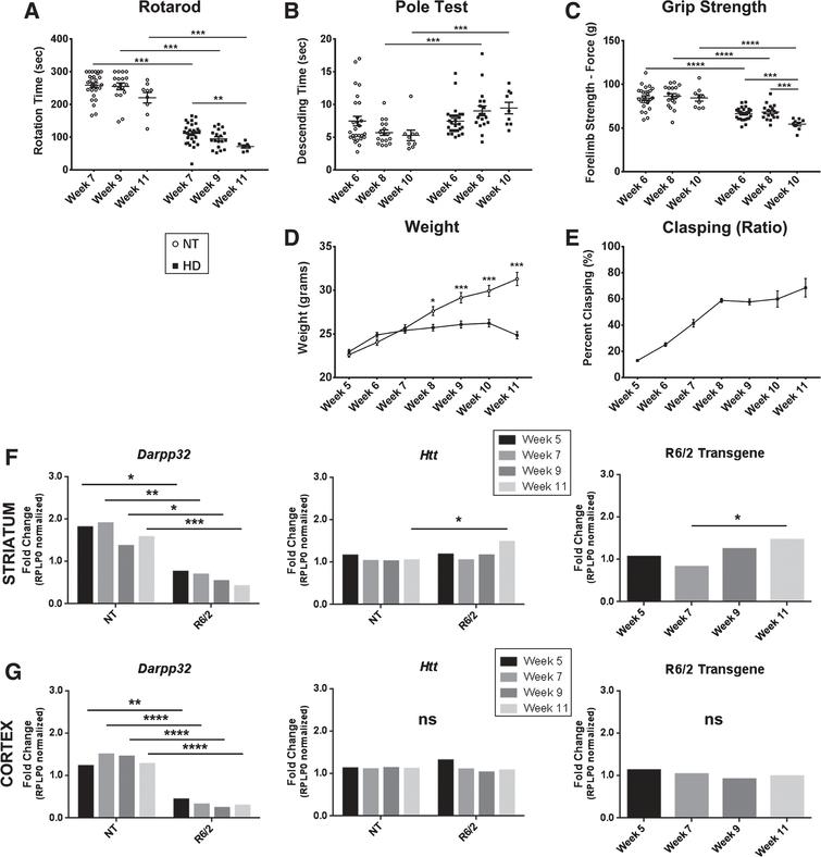 Progressive motor and transcriptional changes as quality control for R6/2 mice. A) R6/2 mice have significantly decreased latency to fall compared to non-transgenic controls (NT) that progressed over time. B) R6/2 mice display progressive and significantly increased time to descend on the pole test task through disease progression. C) R6/2 mice show significantly impaired forelimb strength as measured by the grip strength test compared to NT and progressively worsened over time. D) R6/2 mice show plateaued weight gain beginning at week 7 (Genotype: F1,272 = 70.69, p < 0.0001). E) Clasping deficits increase over the course of the disease. F) Striatal RNA shows significant fold change in Darpp-32 (Genotype: F1,16 = 58.54, p < 0.0001) and full length murine Htt (Genotype: F1,16 = 5.22, p < 0.05) relative to NT week 5. An increase in the R6/2 Transgene (F3,8 = 4.41, p < 0.05) fold change relative to R6/2 week 5 is observed. G) Cortical RNA shows significant changes in Darpp-32 (Genotype: F1,16 = 160.1, p < 0.0001) but not Htt (Age: F1,16 = 2.69, p > 0.05, Genotype: F1,16 = 0.02, p > 0.05) relative to NT week 5 or R6/2 transgene relative to week 5 R6/2 animals (F3,8 = 0.62, p > 0.05). Behavior: n = 36 (week 5); 27 (week 7); 18 (week 9); 9 (week 11). *p < 0.05, **p < 0.01, ***p < 0.001, values represent means±SEM. Statistical significance of genotypic differences was determined by unpaired, 2-tailed t-test for all behavioral analysis. 2-way ANOVA followed by Bonferroni post-hoc test for weight comparison. qPCR: n = 3 for each gene and timepoint. Statistical analysis was completed using 2-way ANOVAs for comparing to NT animals followed by Sidak’s multiple comparison’s test and 1-way ANOVAs comparing R6/2 mice at different ages followed by Tukey’s multiple comparison test.