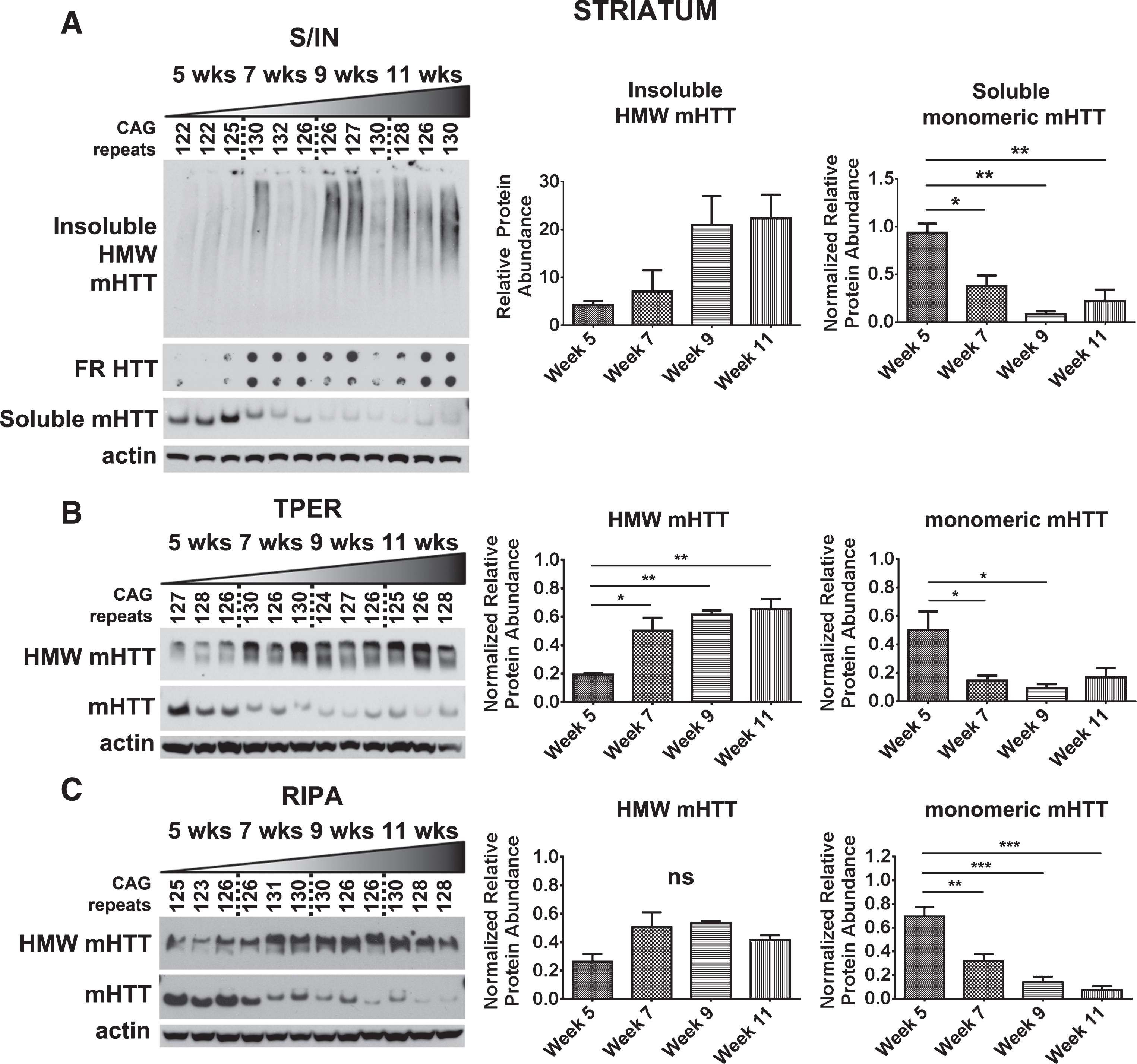 Detection of mHTTex1p in striatum of R6/2 mice. A) Striatal time-course samples were fractionated into Soluble and Insoluble proteins. Insoluble fraction reveals an increase in a HMW species of mHTTex1p throughout disease progression (F3,8 = 4.274, p < 0.05). Soluble fraction shows an inverse, significantly decreased monomeric form of mHTTex1p throughout disease progression (F3,8 = 15.51, p < 0.01). Insoluble aggregates detected by filter retardation (FR) assay may show a slight increase throughout disease progression‡. Striatal tissue samples broken in B) T-PER (Monomer: F3,8 = 5.85, p < 0.05, HMW: F3,8 = 12.12, p < 0.01) and C) RIPA (Monomer: F3,8 = 25.44, p < 0.001, HMW: F3,8 = 4.06, p > 0.05) reagents show a significant reduction of monomeric mHTex1pT throughout disease progression. Fluctuations in soluble, monomeric mHTTex1p correspond to varying CAG repeats in R6/2 mice. Western blots quantified by mean pixel value. Soluble fraction normalized to actin and analyzed by 1-way ANOVA followed by Tukey’s multiple comparison test. *p < 0.05, **p < 0.01, values represent means±SEM. n = 3 for all time points. HTT antibody MAB5492 used to detect mHTTex1p. Panel (A) has been modified with permission [42]. ‡Reprinted from Grima et al., 2017 [42] with permission from Elsevier.